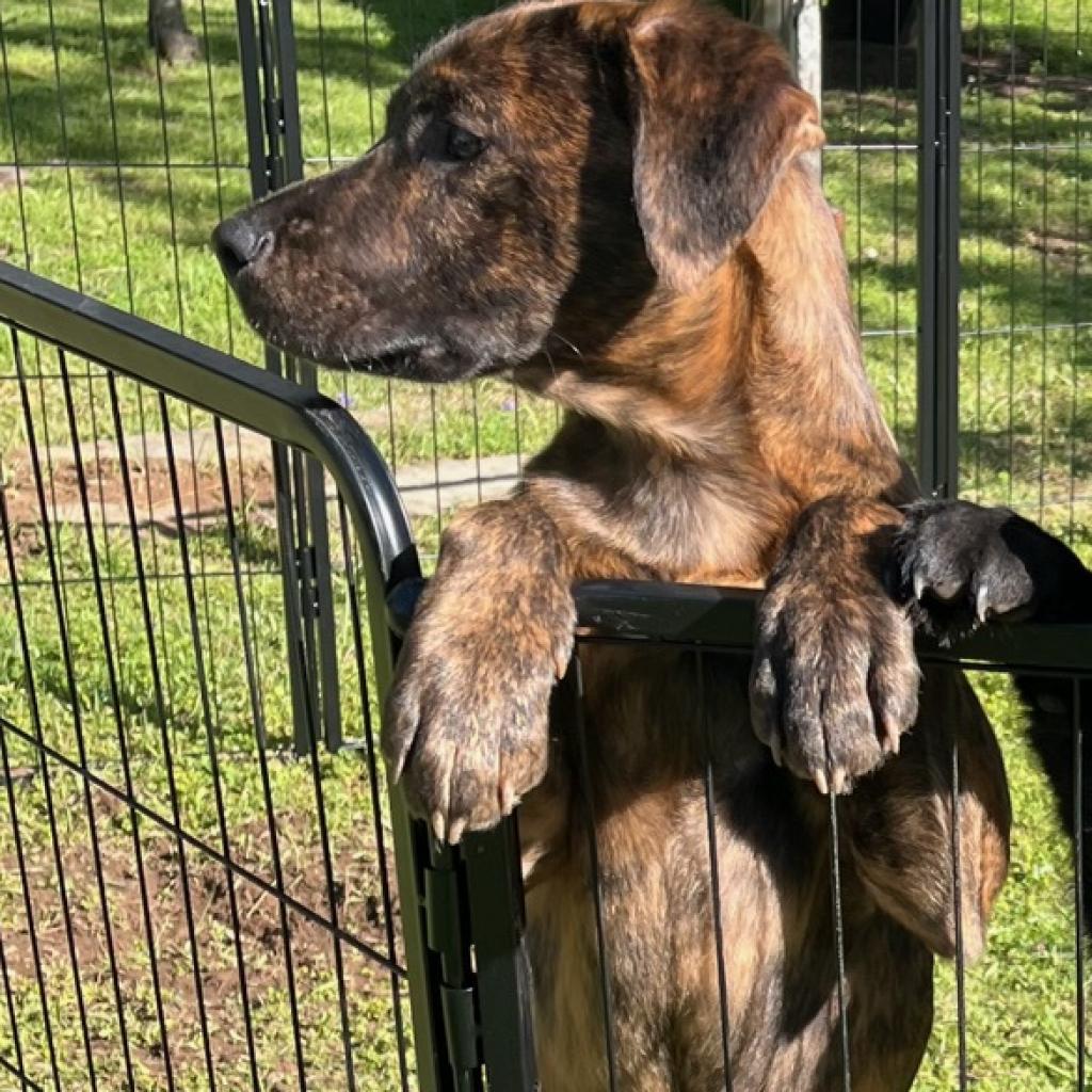 Enlarge Arlo, a Adoptable mixed breed in Birmingham, AL image 1/1