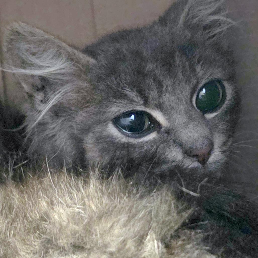 Gollum, Adoptable, Kitten Male Domestic Medium Hair.