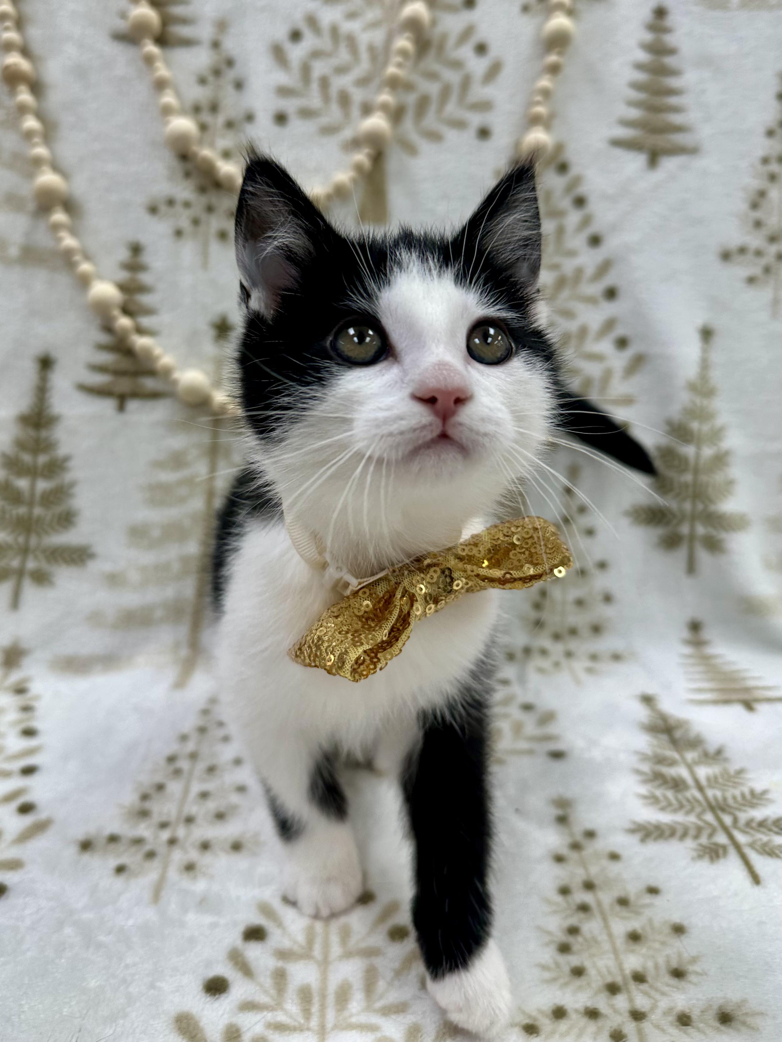 BMO, an adopted Domestic Short Hair in Columbus, OH image 1/6