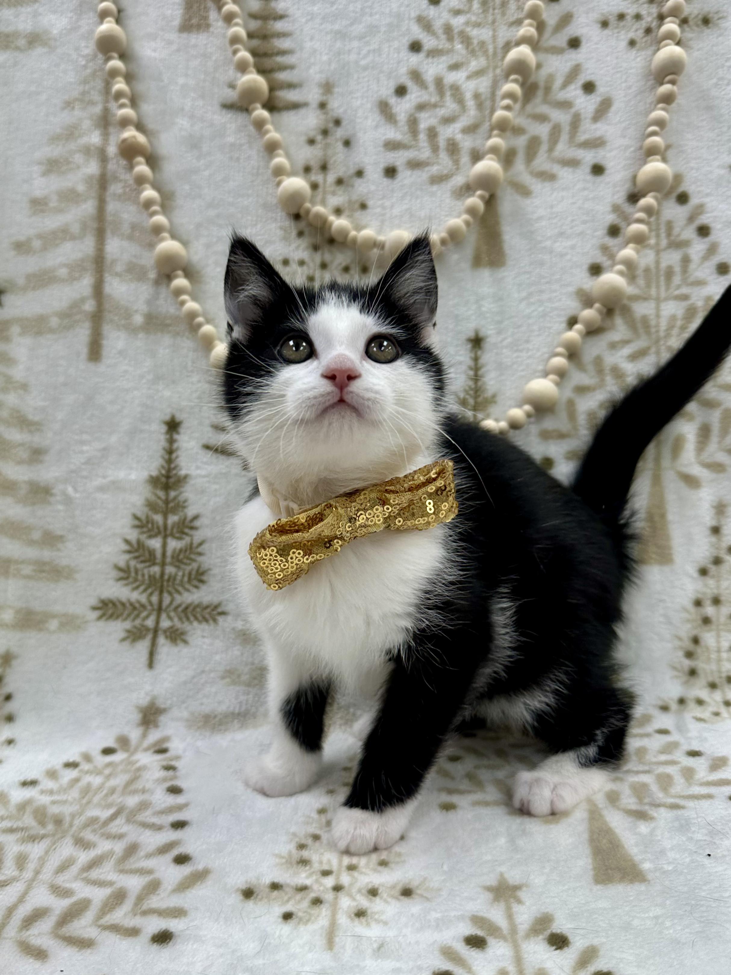 BMO, an adopted Domestic Short Hair in Columbus, OH image 2/6