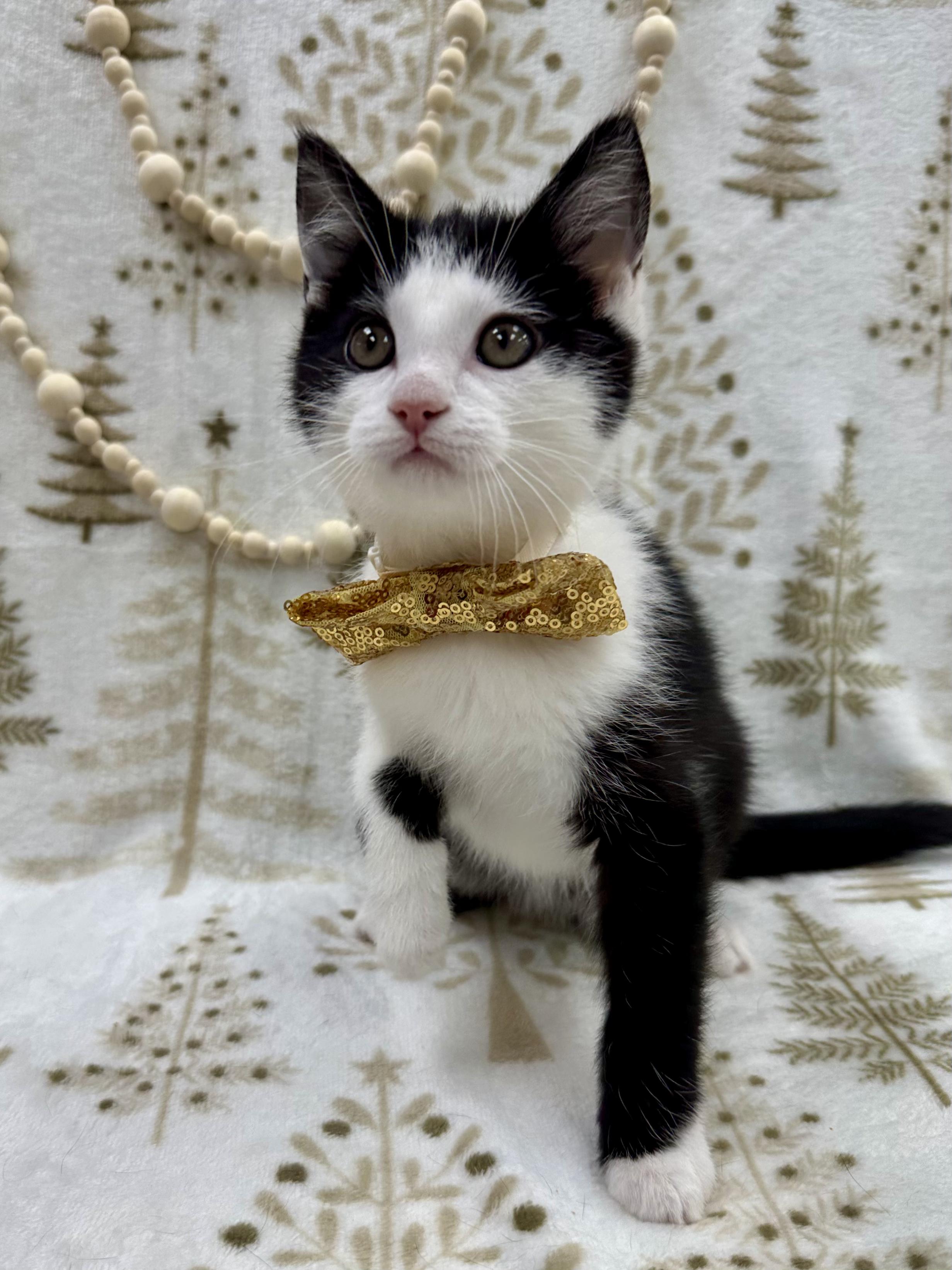 BMO, an adopted Domestic Short Hair in Columbus, OH image 3/6