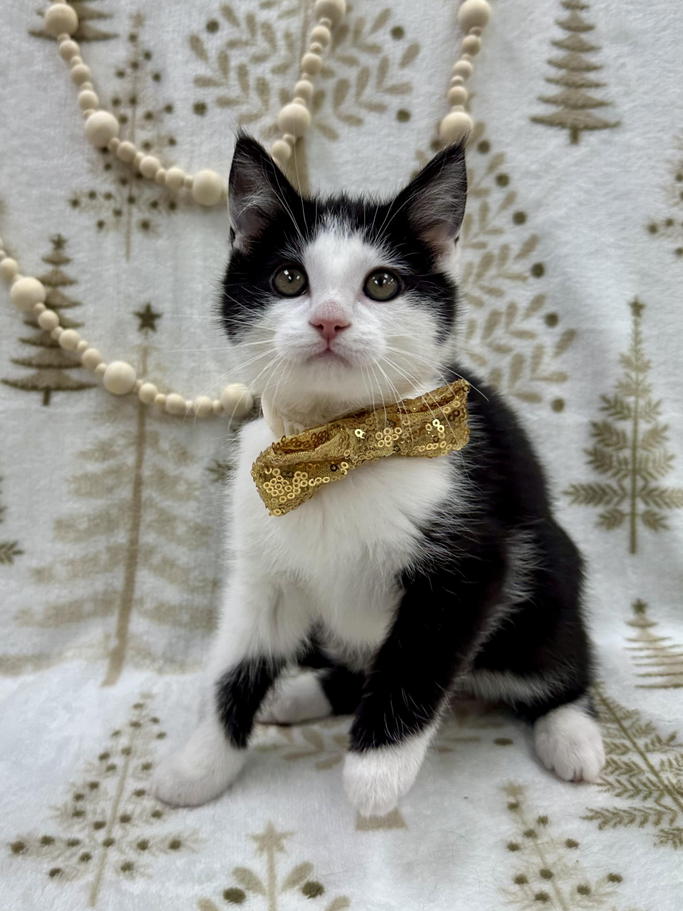 BMO, an adopted Domestic Short Hair in Columbus, OH image 4/6