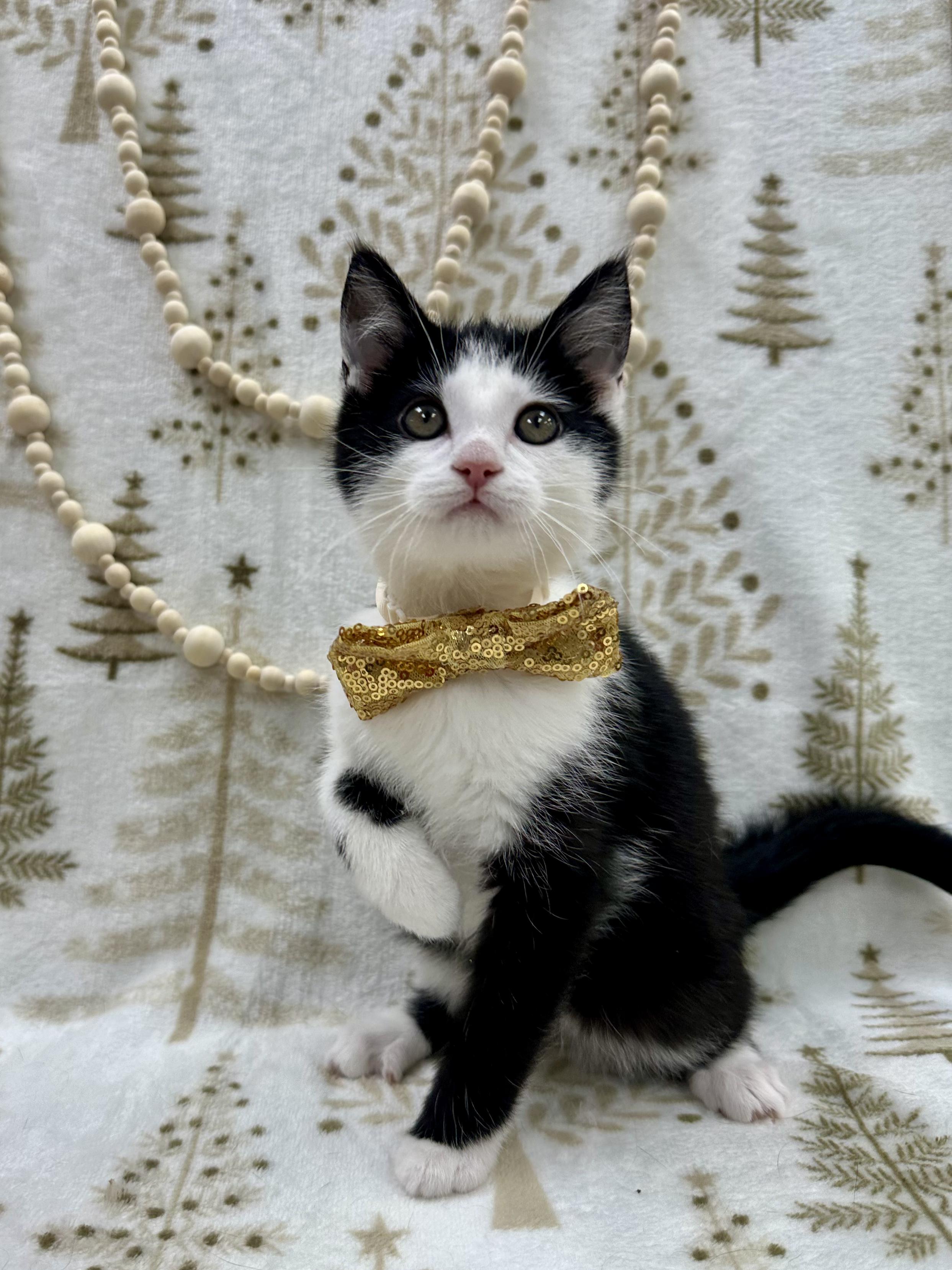 BMO, an adopted Domestic Short Hair in Columbus, OH image 6/6