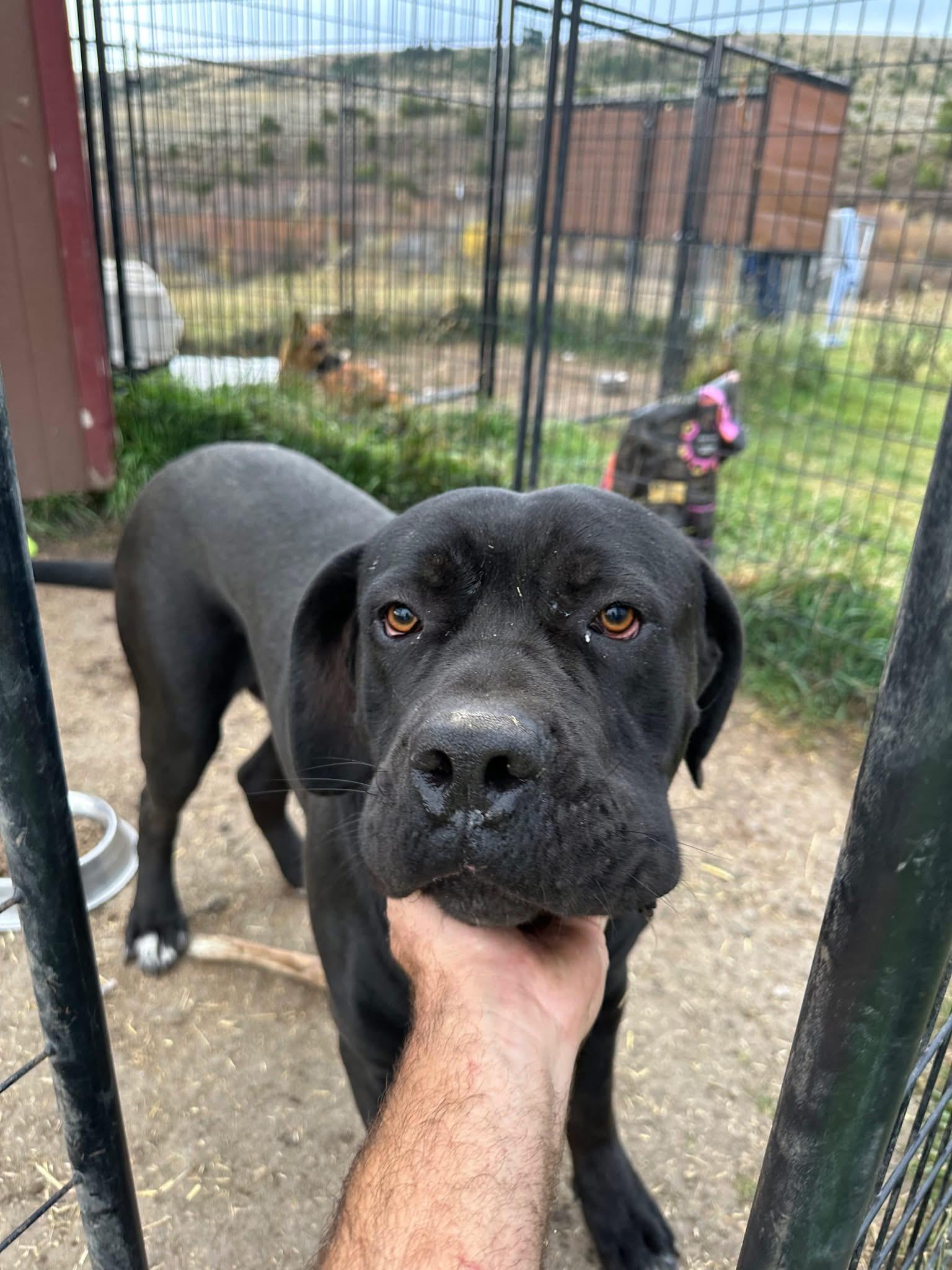 Humphrey, an adoptable Mastiff in Wilsall, MT, 59086 | Photo Image 1
