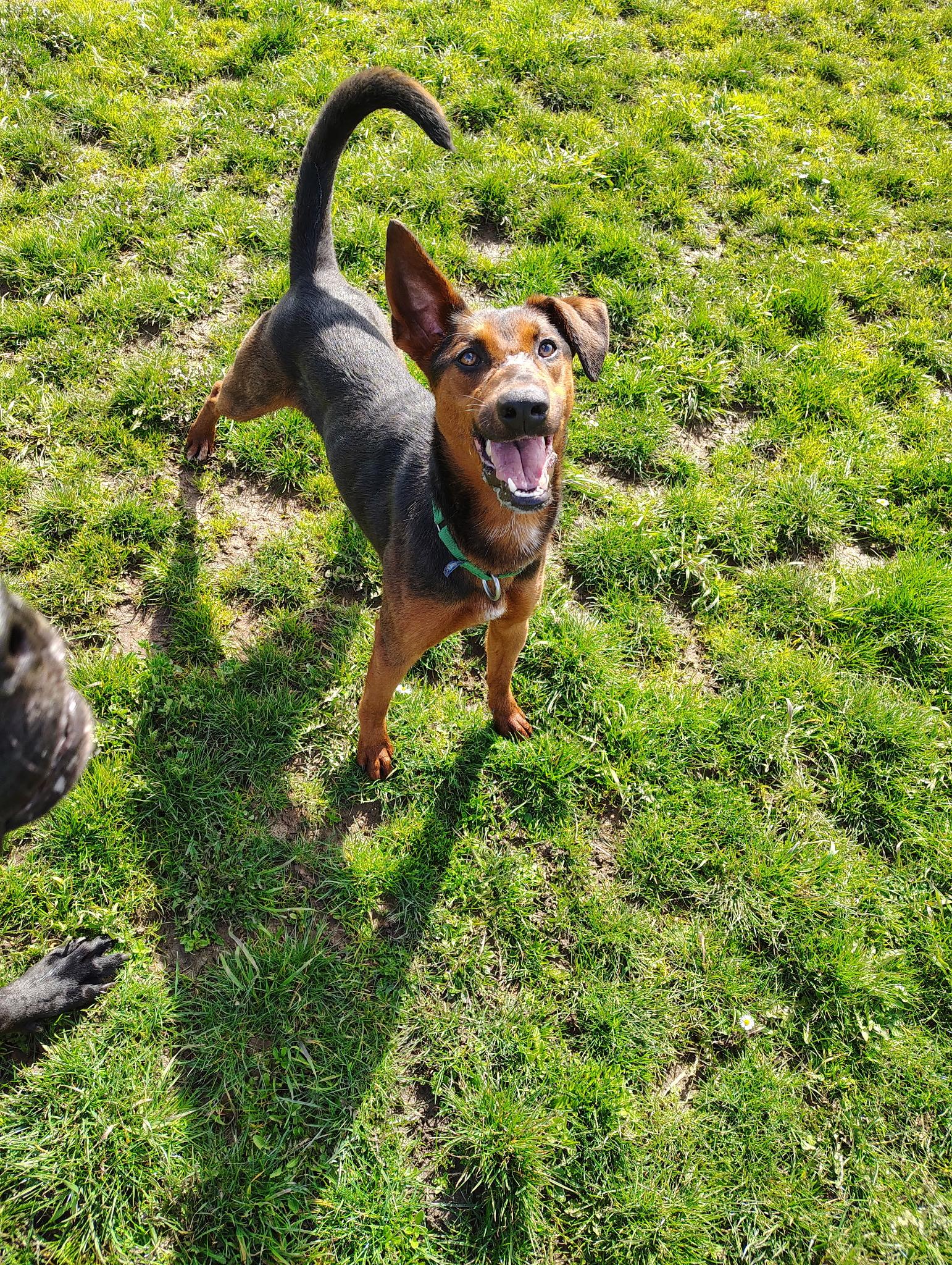 Enlarge Lakona, a ADOPTABLE mixed breed in Port Angeles, WA image 2/2