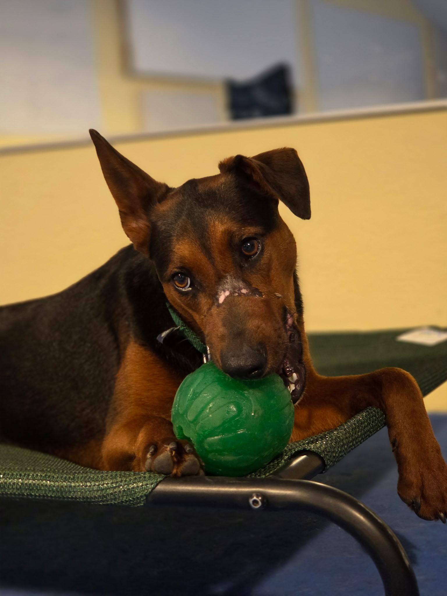 Enlarge Lakona, a ADOPTABLE mixed breed in Port Angeles, WA image 1/2