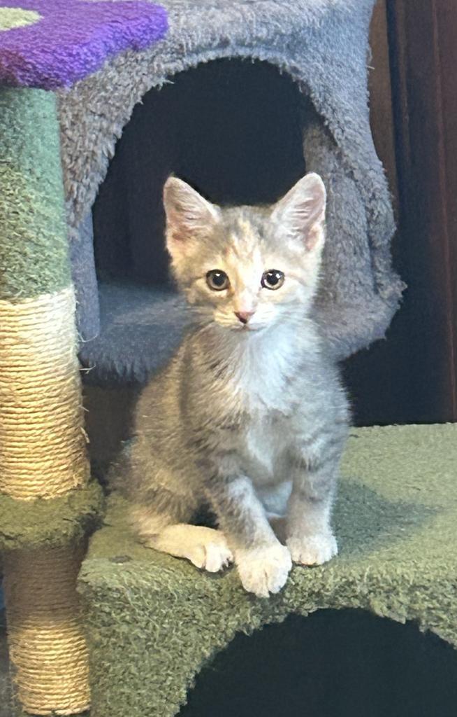 Etta, Adoptable, Kitten Female Domestic Short Hair.