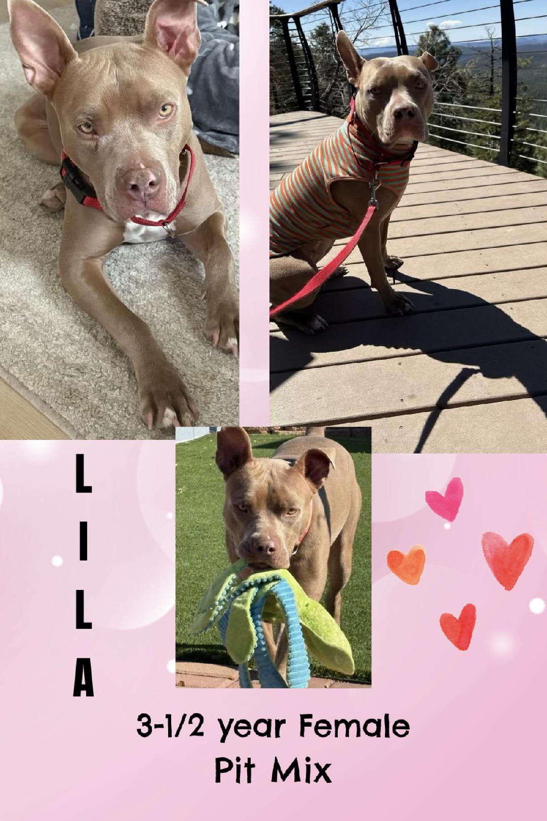 LILA - 3-1/2 YEAR PIT MIX FEMALE
