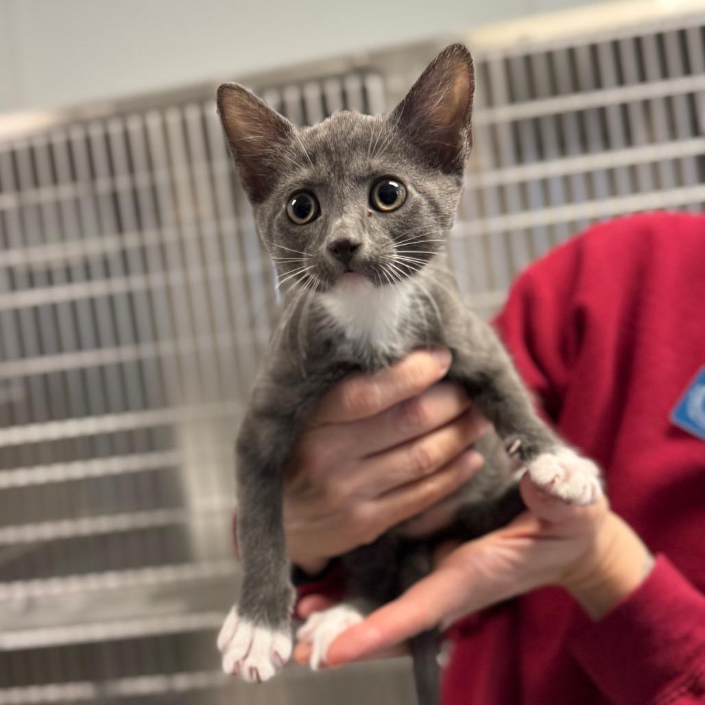 Wanda, Adoptable, Kitten Female Domestic Short Hair.