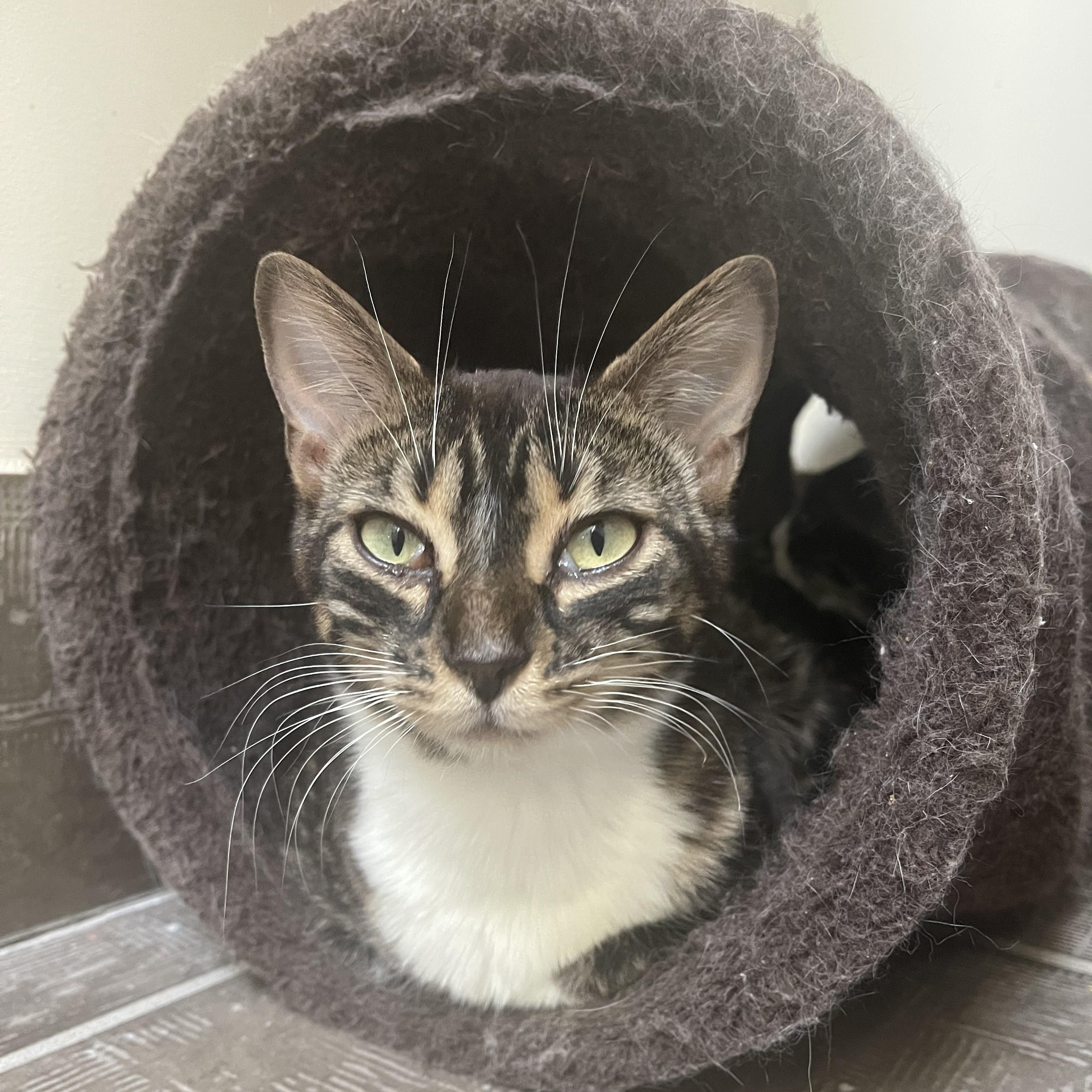 Enlarge Firefox (bonded with Bootsy), a Adoptable mixed breed in Scarborough, ON image 2/5