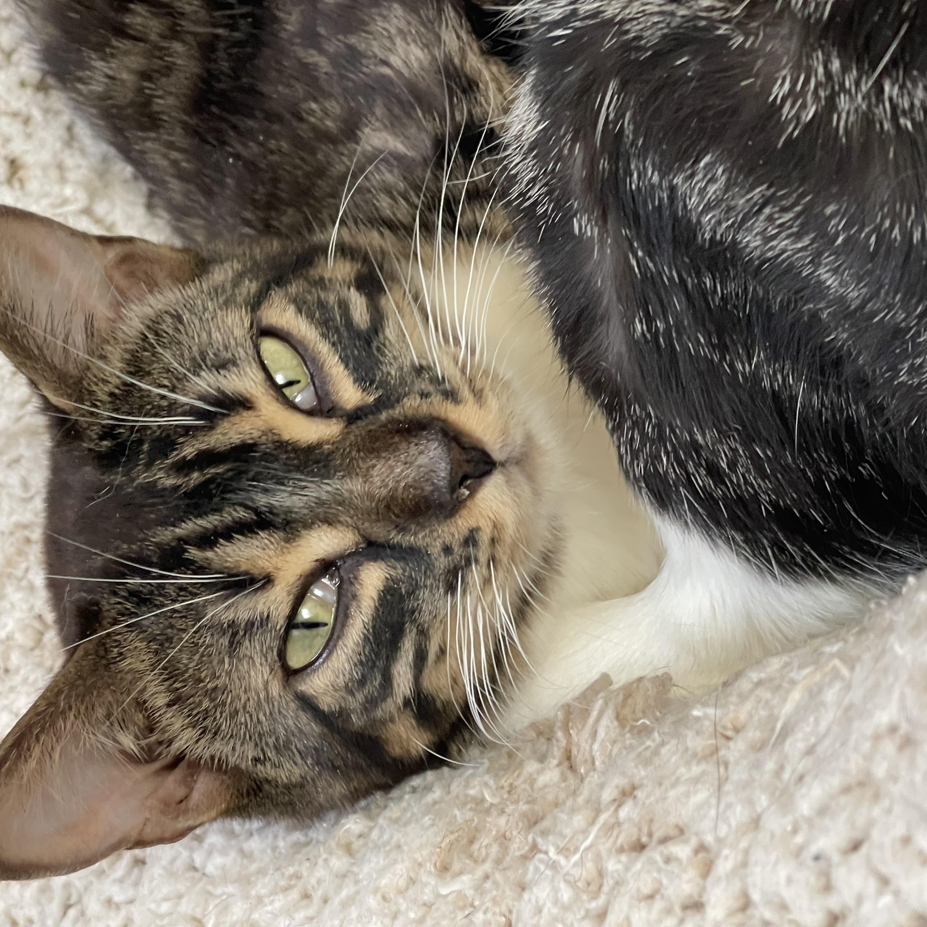 Firefox (bonded with Bootsy), Adoptable, Young Female Bengal & Domestic Short Hair.