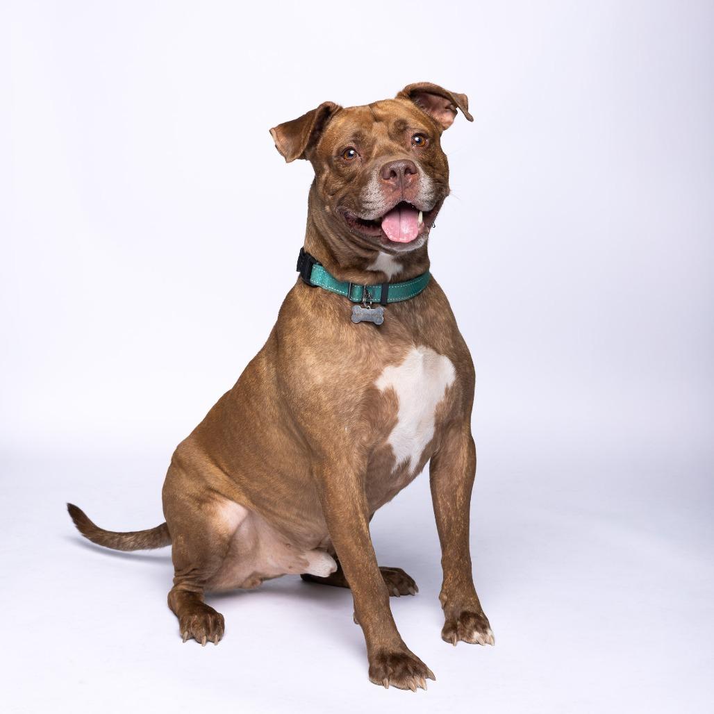 Enlarge Huey, a Adoptable Mixed Breed in Mentor, OH image 1/6
