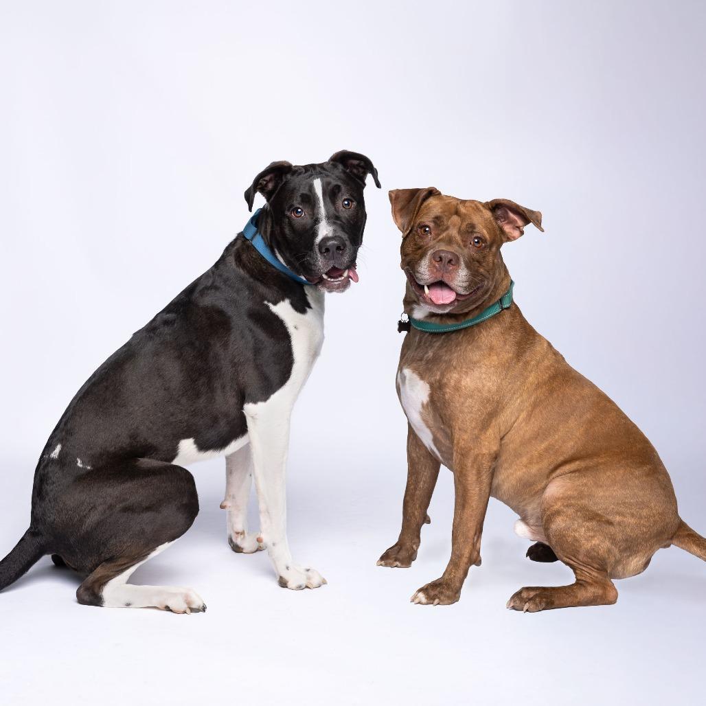 Huey, a Adoptable Mixed Breed in Mentor, OH image 2/5