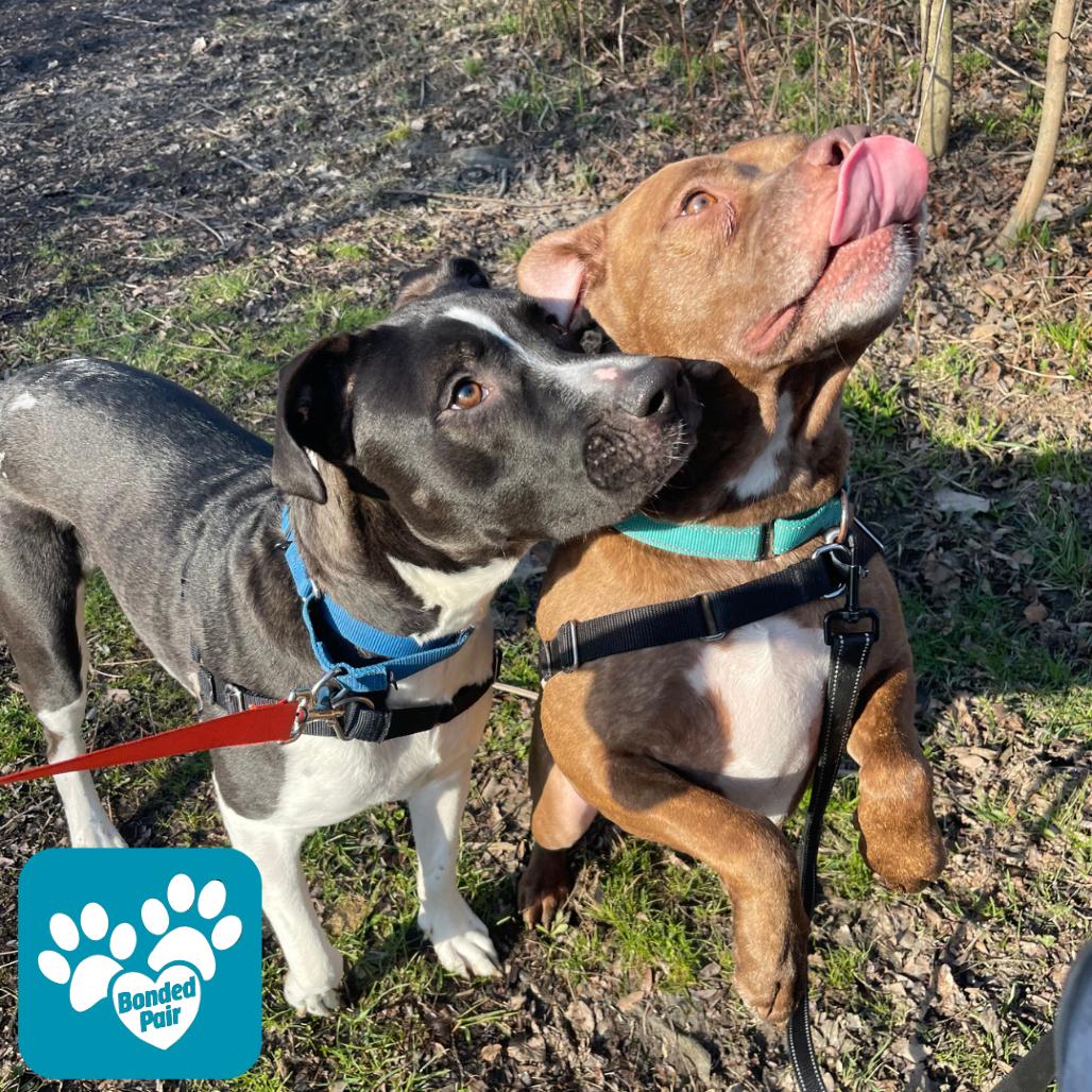 Enlarge Huey, a Adoptable Mixed Breed in Mentor, OH image 1/2