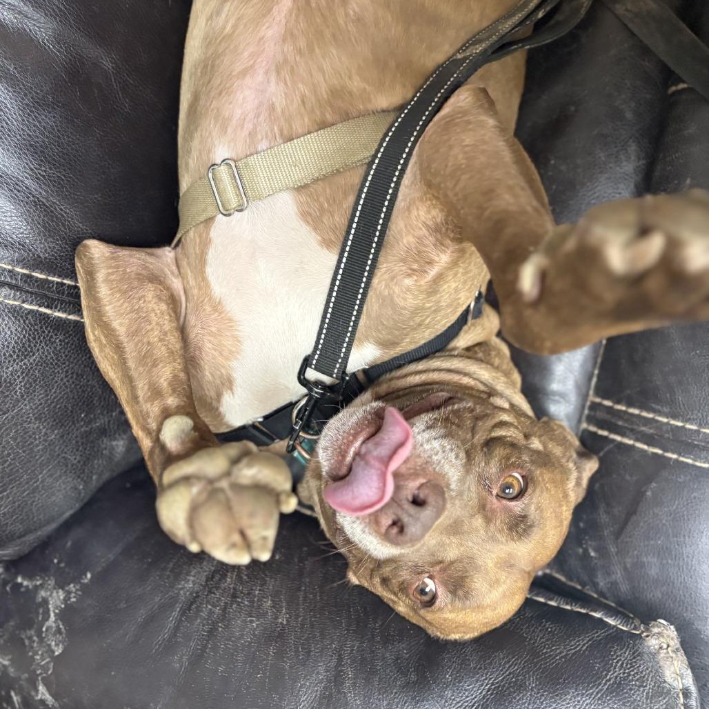 Enlarge Huey, a Adoptable Mixed Breed in Mentor, OH image 5/6