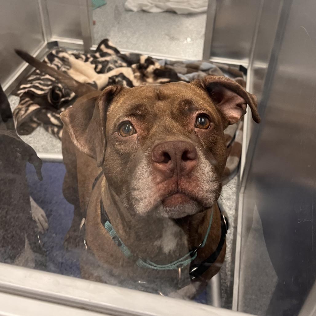 Enlarge Huey, a Adoptable Mixed Breed in Mentor, OH image 2/2