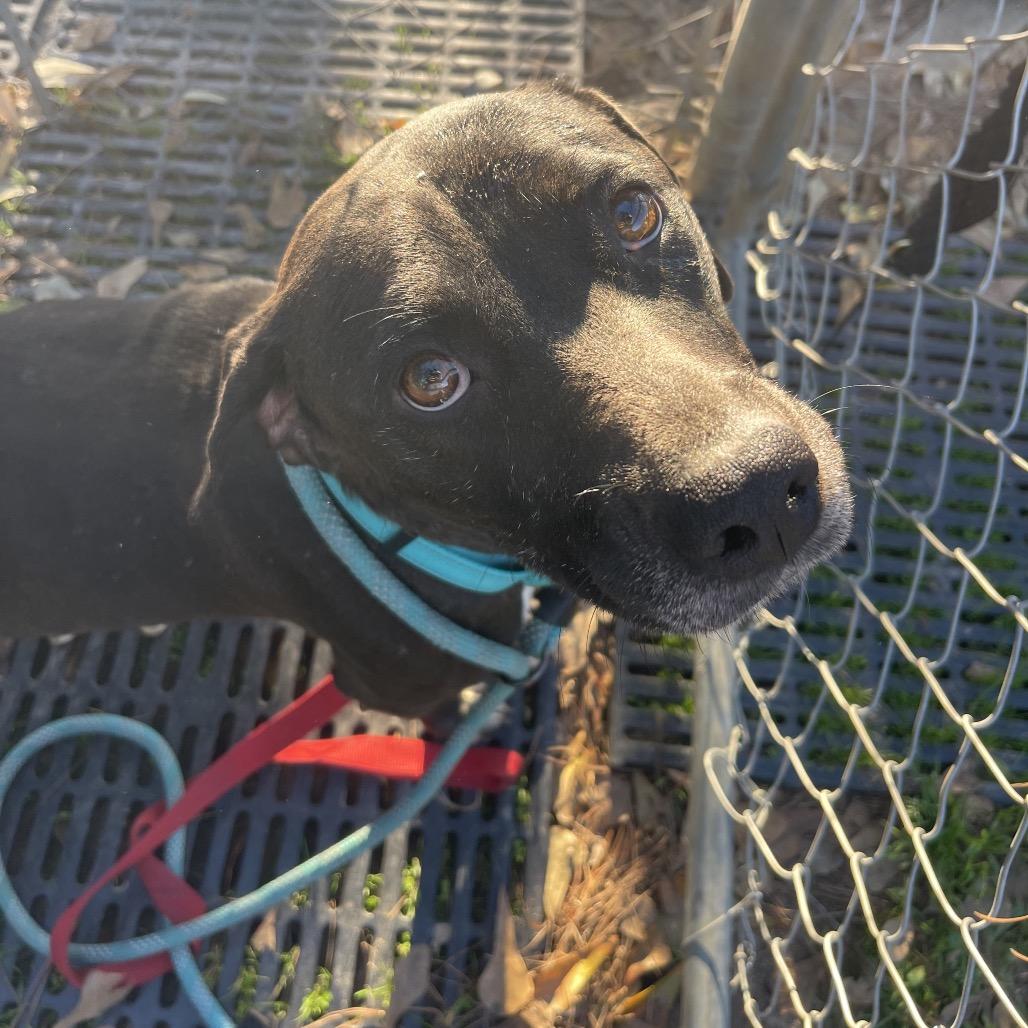Enlarge Nina, a Adoptable Black Labrador Retriever in Valdosta , GA image 1/6