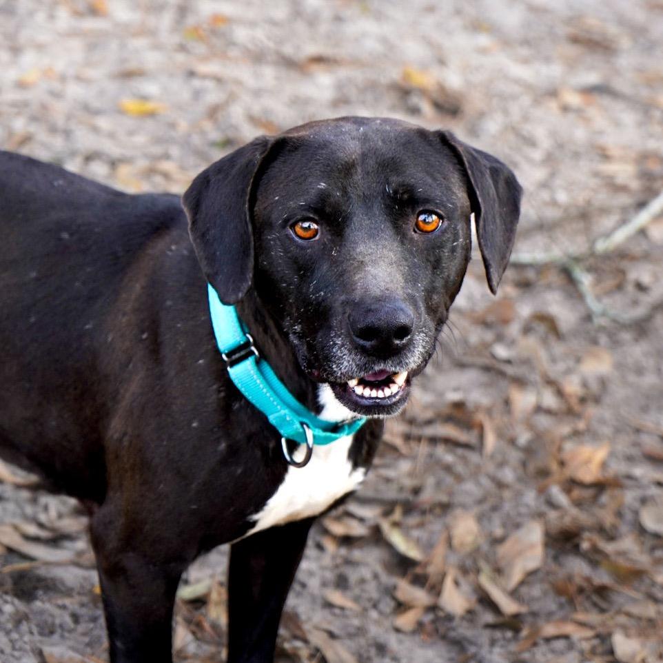 Enlarge Nina, a Adoptable Black Labrador Retriever in Valdosta , GA image 2/6