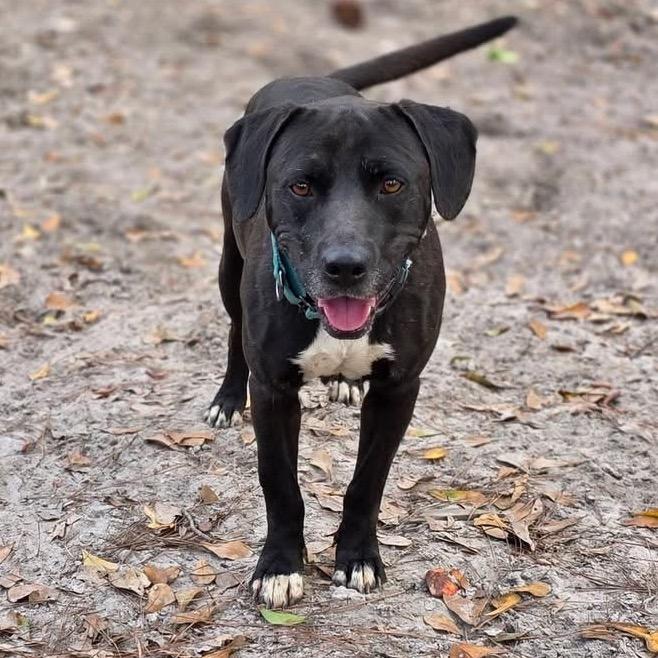 Enlarge Nina, a Adoptable Black Labrador Retriever in Valdosta , GA image 3/6
