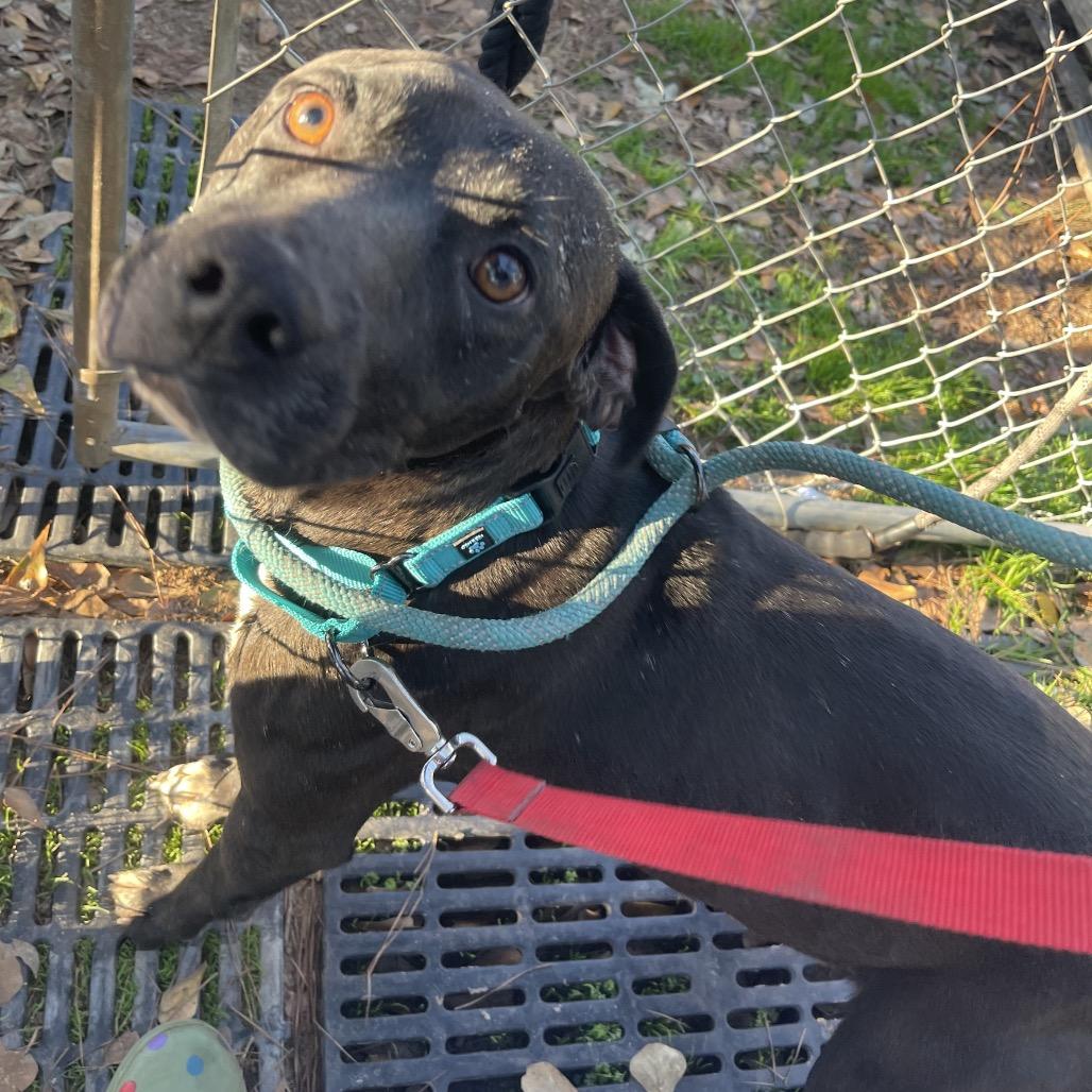 Enlarge Nina, a Adoptable Black Labrador Retriever in Valdosta , GA image 4/6