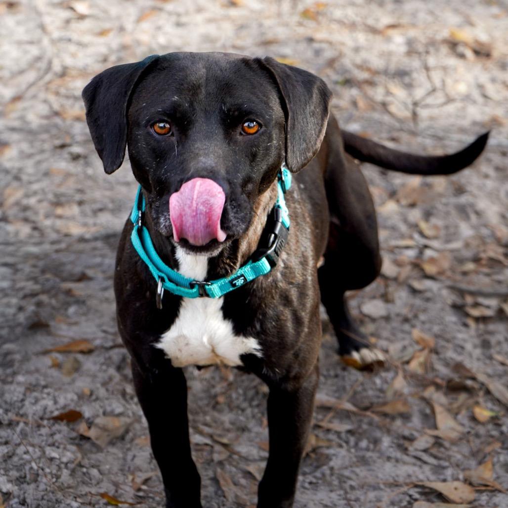 Enlarge Nina, a Adoptable Black Labrador Retriever in Valdosta , GA image 5/6