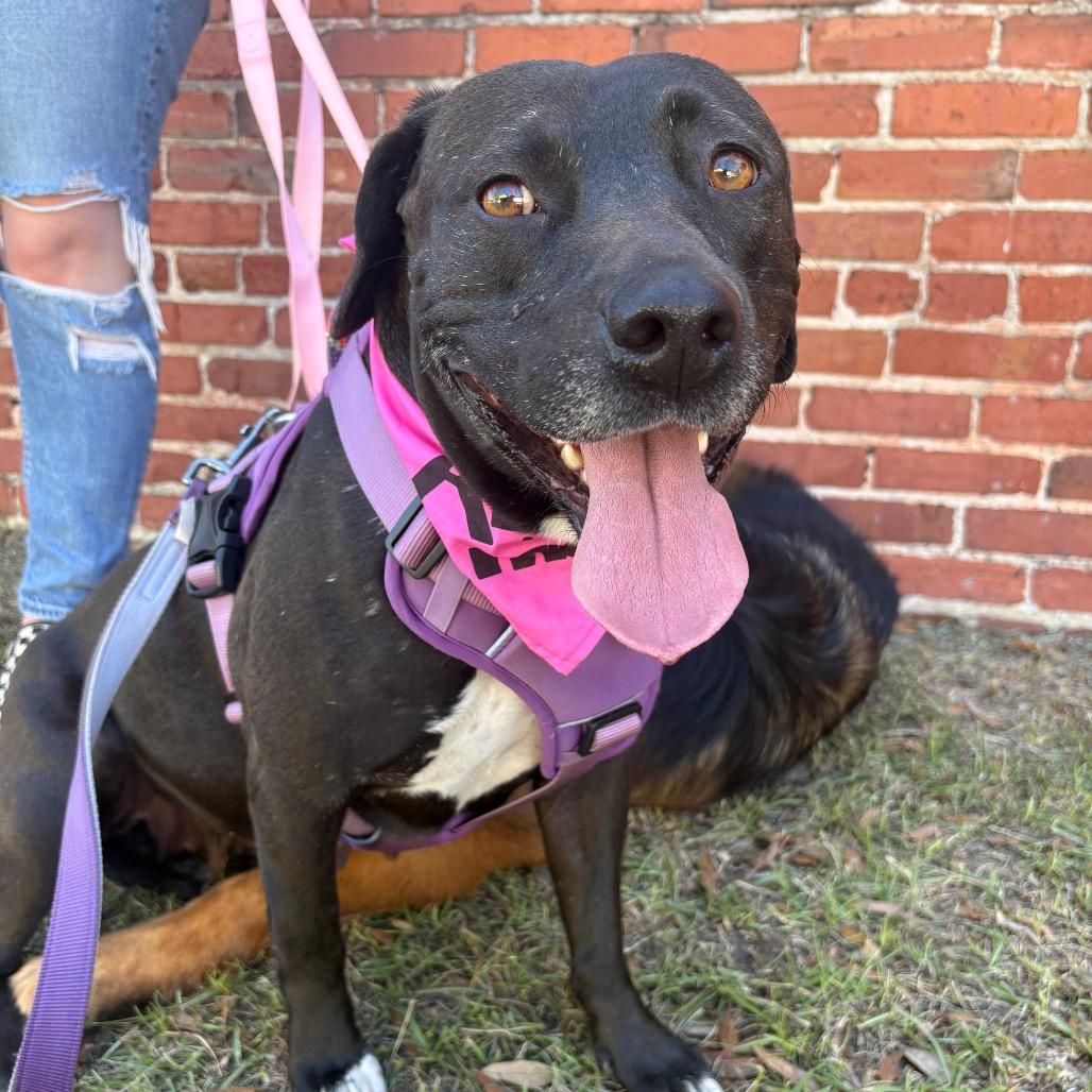 Enlarge Nina, a Adoptable Black Labrador Retriever in Valdosta , GA image 5/6