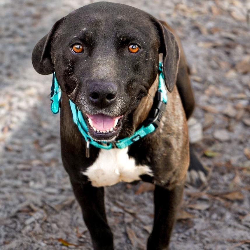Enlarge Nina, a Adoptable Black Labrador Retriever in Valdosta , GA image 6/6