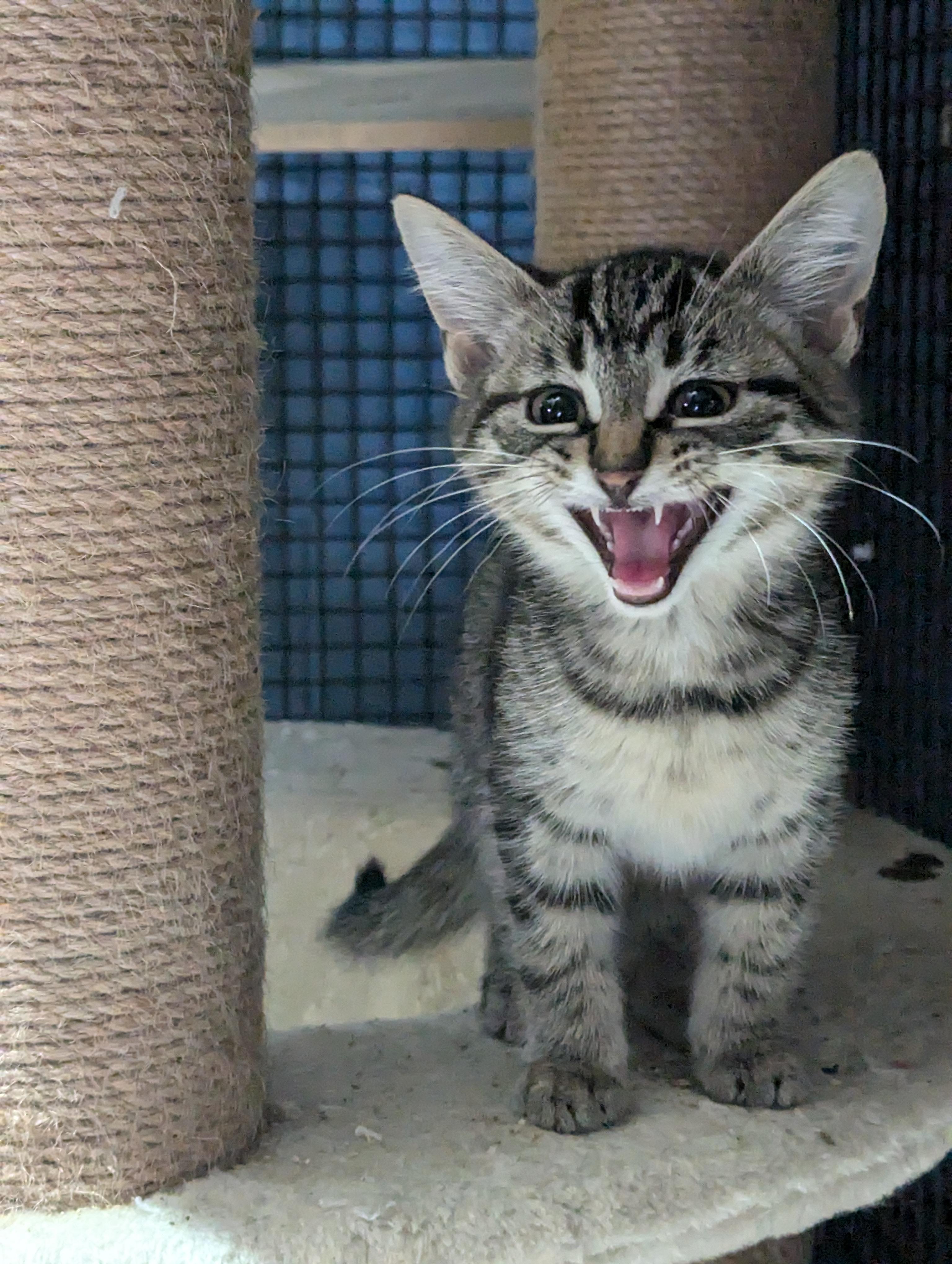 Enlarge kittens, a Adoptable Domestic Short Hair in Tottenham, ON image 2/5