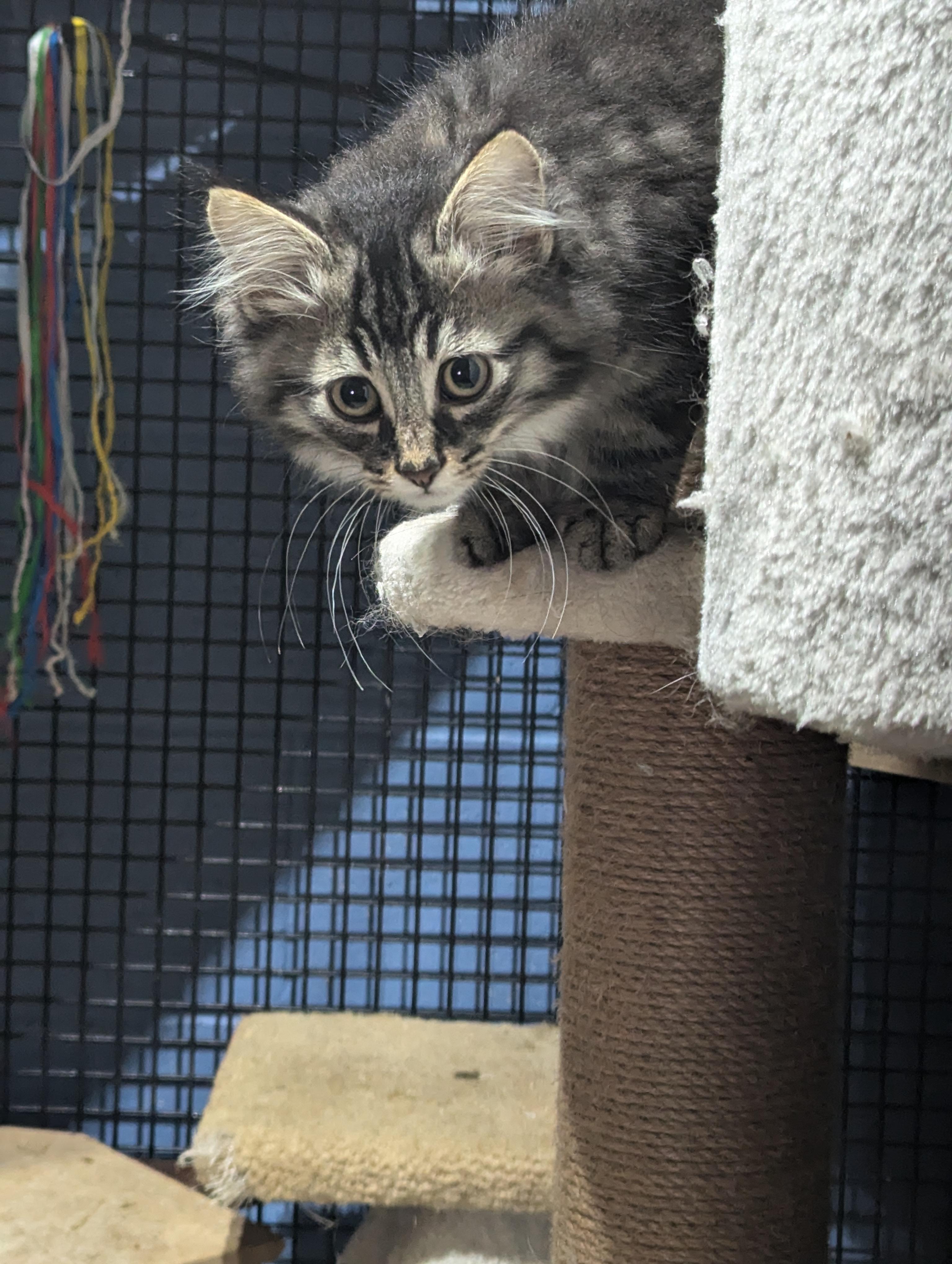 Enlarge kittens, a Adoptable Domestic Short Hair in Tottenham, ON image 4/5