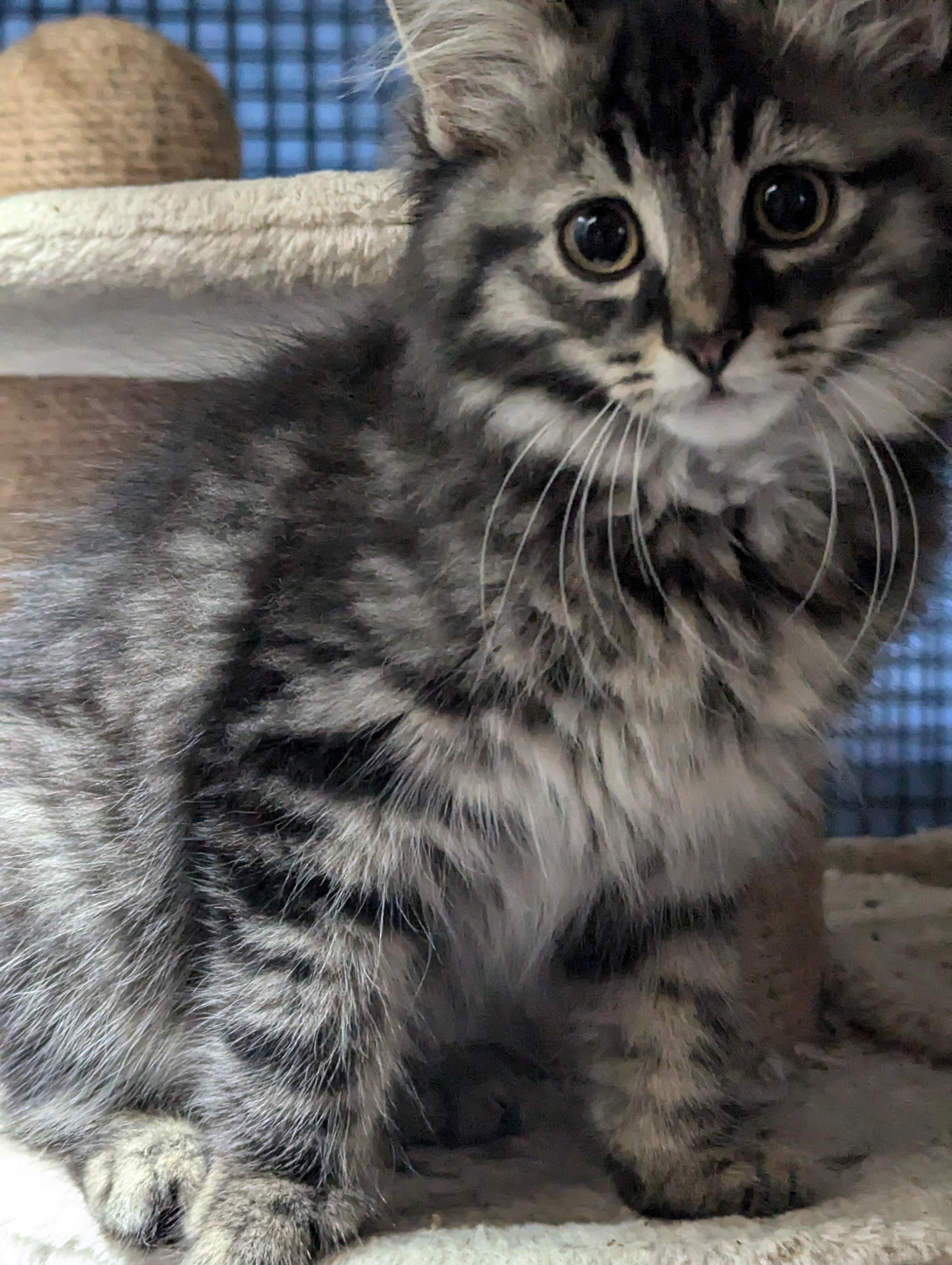 kittens, Adoptable, Kitten Female Domestic Short Hair.