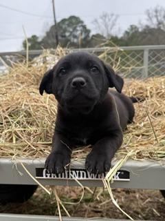 Enlarge Knight, a ADOPTABLE mixed breed in Anniston, AL image 1/2