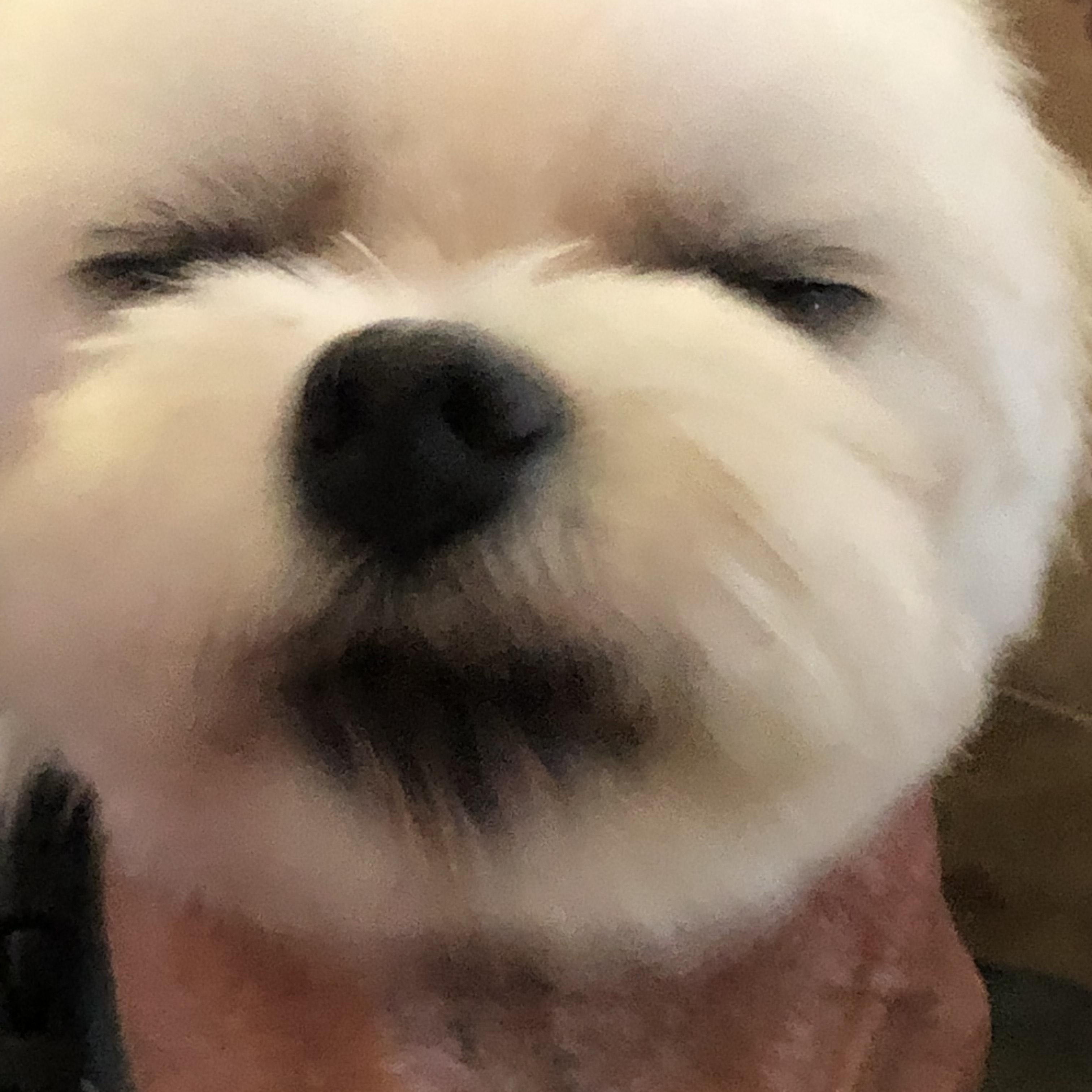 Tango, Adult Male Maltese