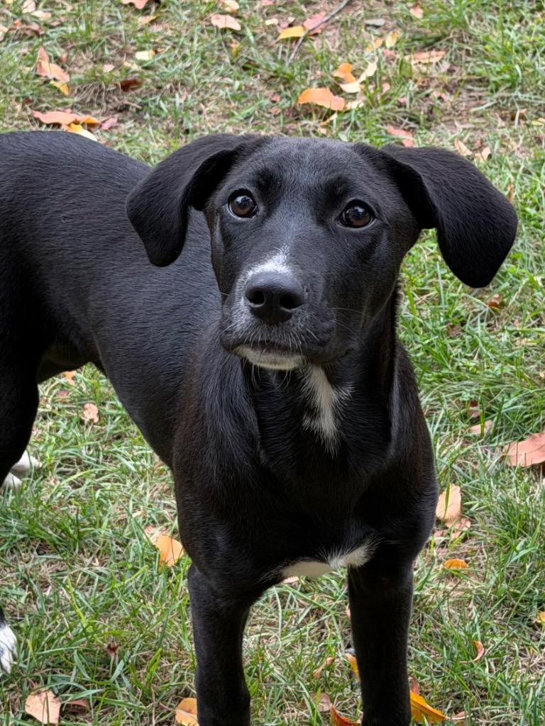 Lily, Adoptable, Puppy Female Mixed Breed.