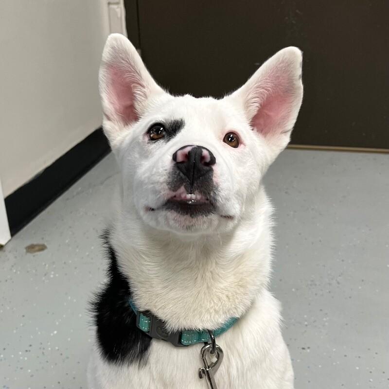 Enlarge Kay, a Adoptable mixed breed in Yankton, SD image 1/6