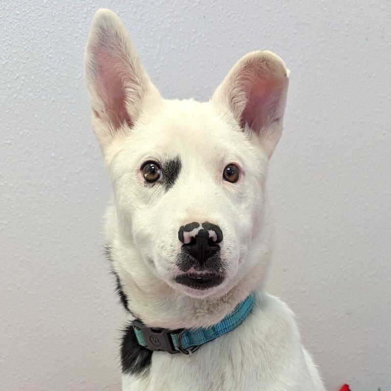 Enlarge Kay, a Adoptable mixed breed in Yankton, SD image 2/6