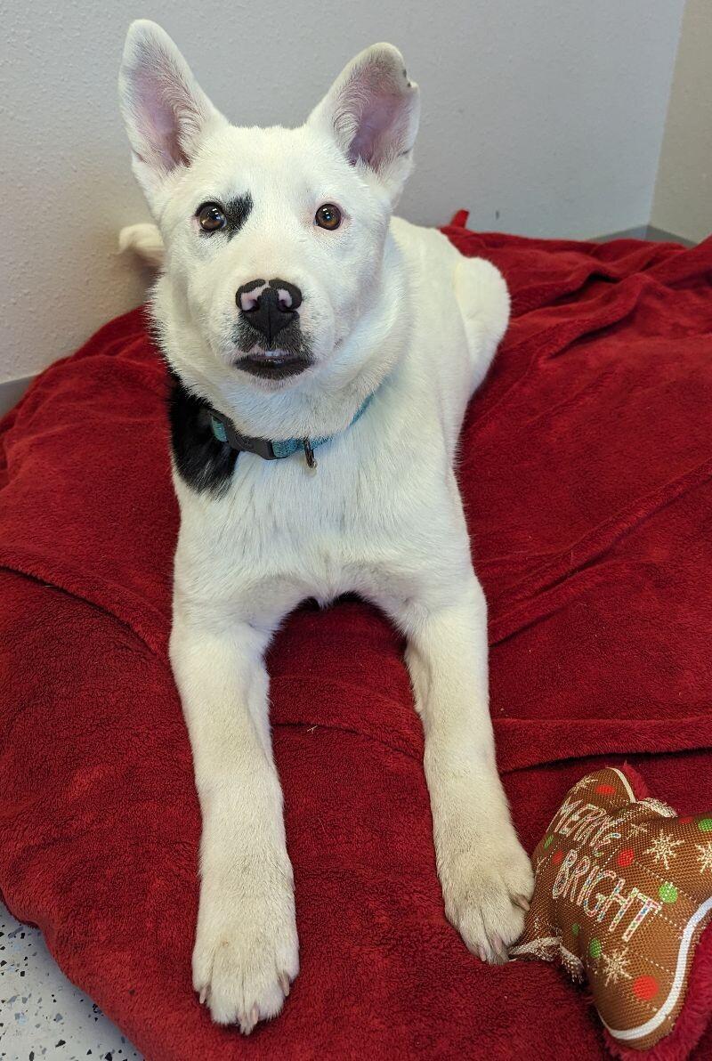 Enlarge Kay, a Adoptable mixed breed in Yankton, SD image 3/6