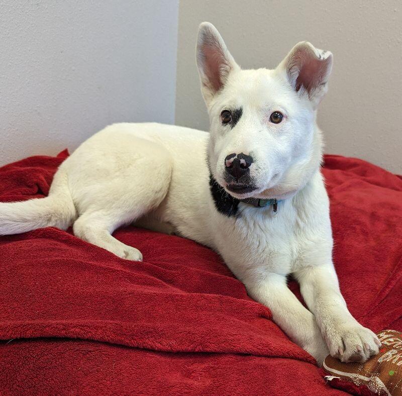 Enlarge Kay, a Adoptable mixed breed in Yankton, SD image 4/6