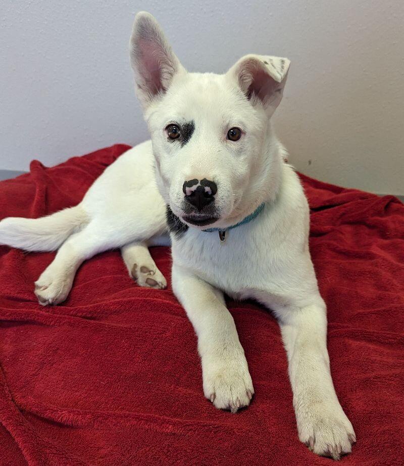 Enlarge Kay, a Adoptable mixed breed in Yankton, SD image 5/6