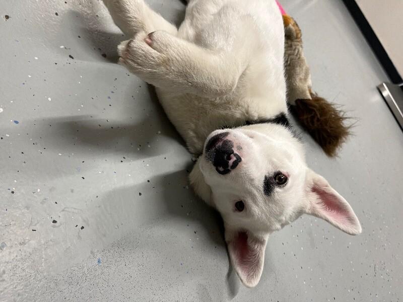 Enlarge Kay, a Adoptable mixed breed in Yankton, SD image 6/6