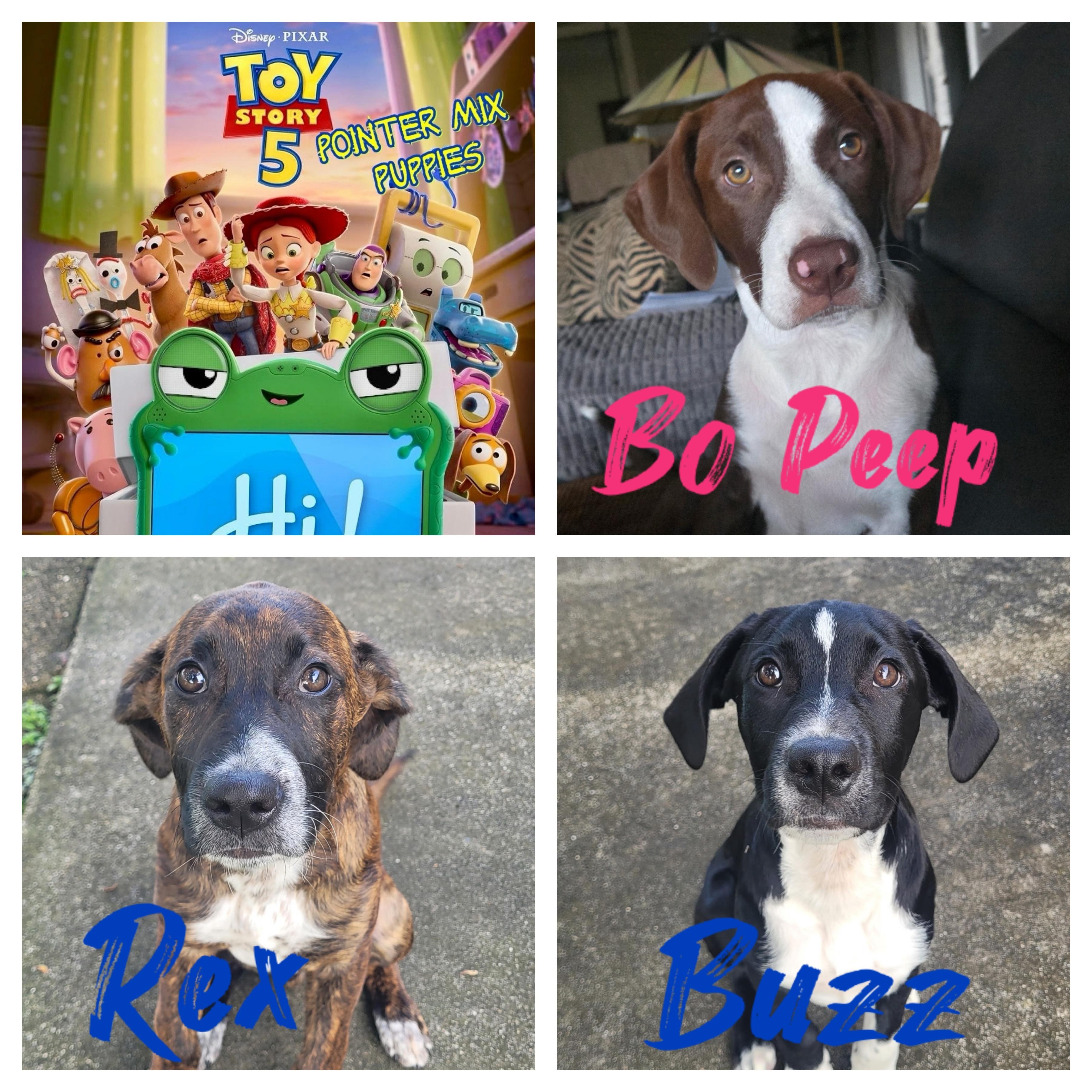 Enlarge Toy Story 5, a Adopted mixed breed in Port Saint Lucie, FL image 1/1