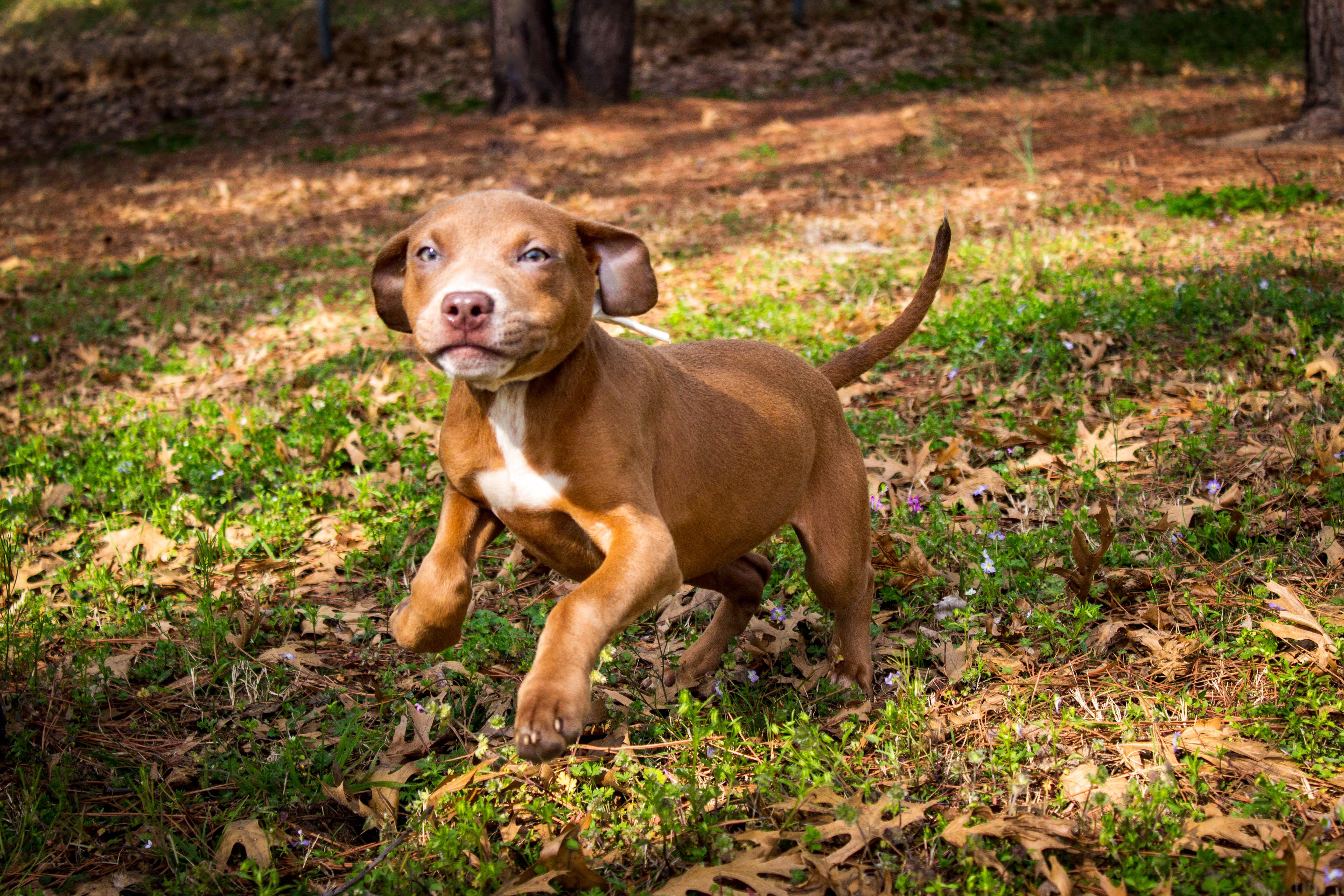 Gabriella, adopted, Young Female Pit Bull Terrier.