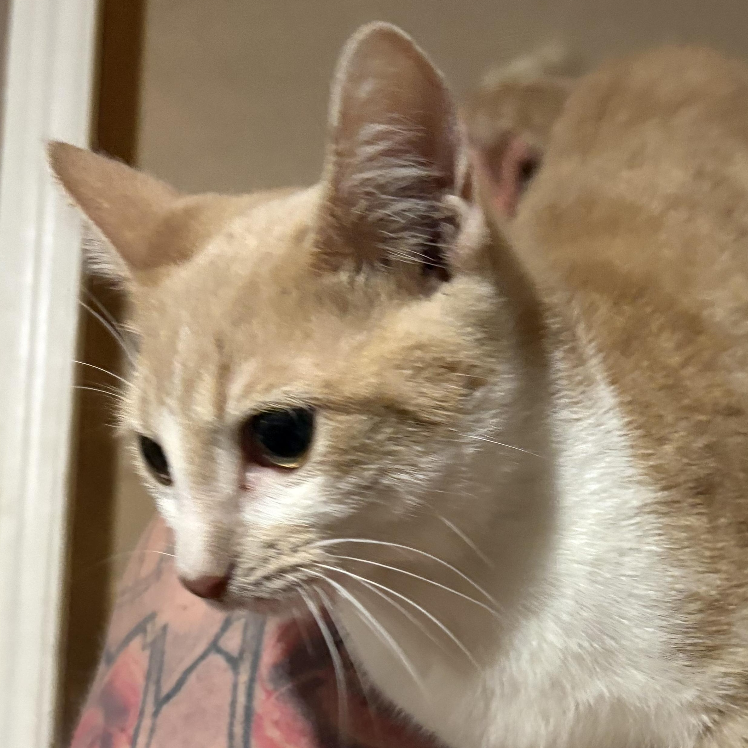 Enlarge Pumpkin, a Adoptable mixed breed in Wilmington, IL image 1/3