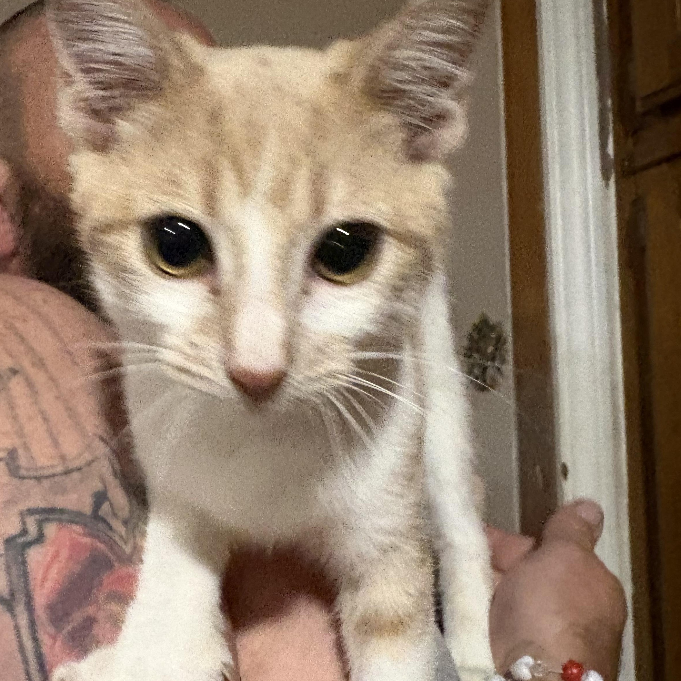 Enlarge Pumpkin, a Adoptable mixed breed in Wilmington, IL image 2/3