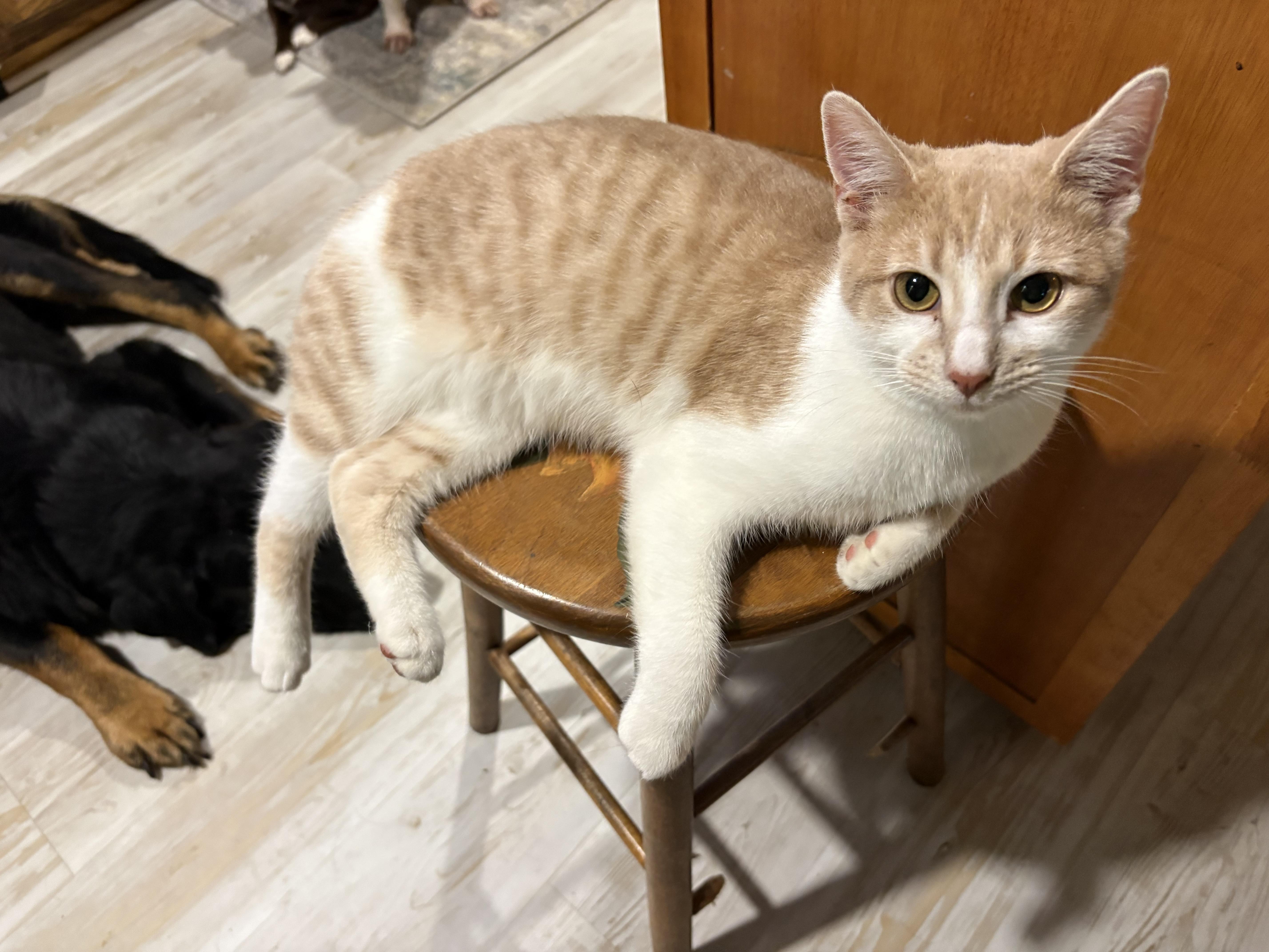 Enlarge Pumpkin, a Adoptable mixed breed in Wilmington, IL image 1/4