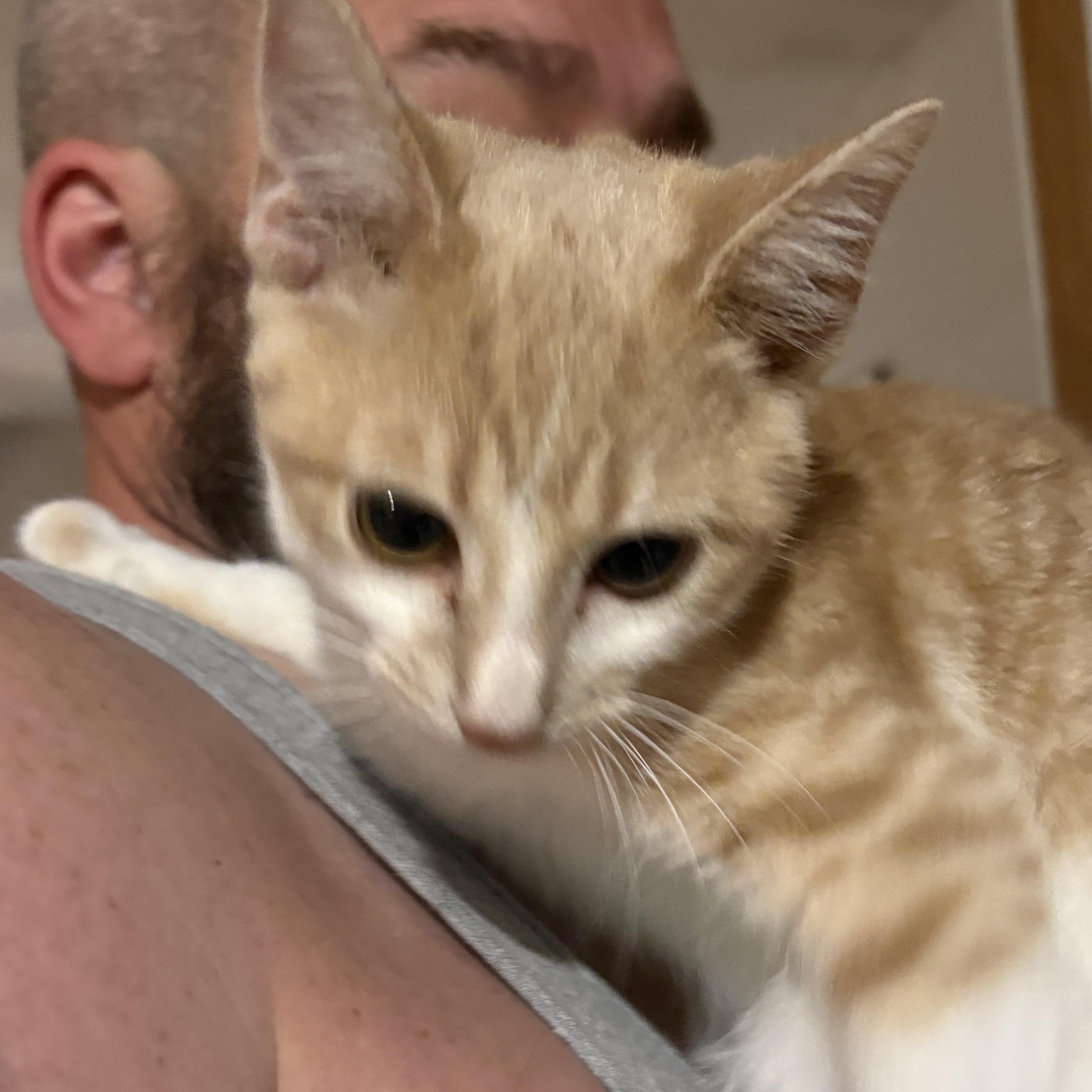 Enlarge Pumpkin, a Adoptable mixed breed in Wilmington, IL image 3/3