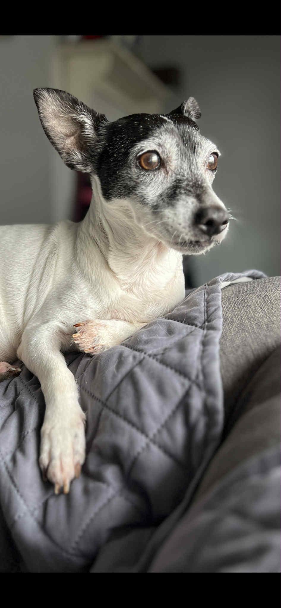 Aster — thumbnail 2