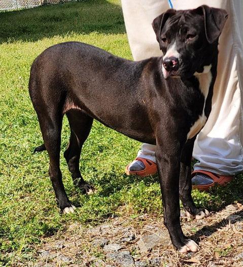 Enlarge 251418  Baby Girl, a Adoptable mixed breed in Wetumpka, AL image 1/3