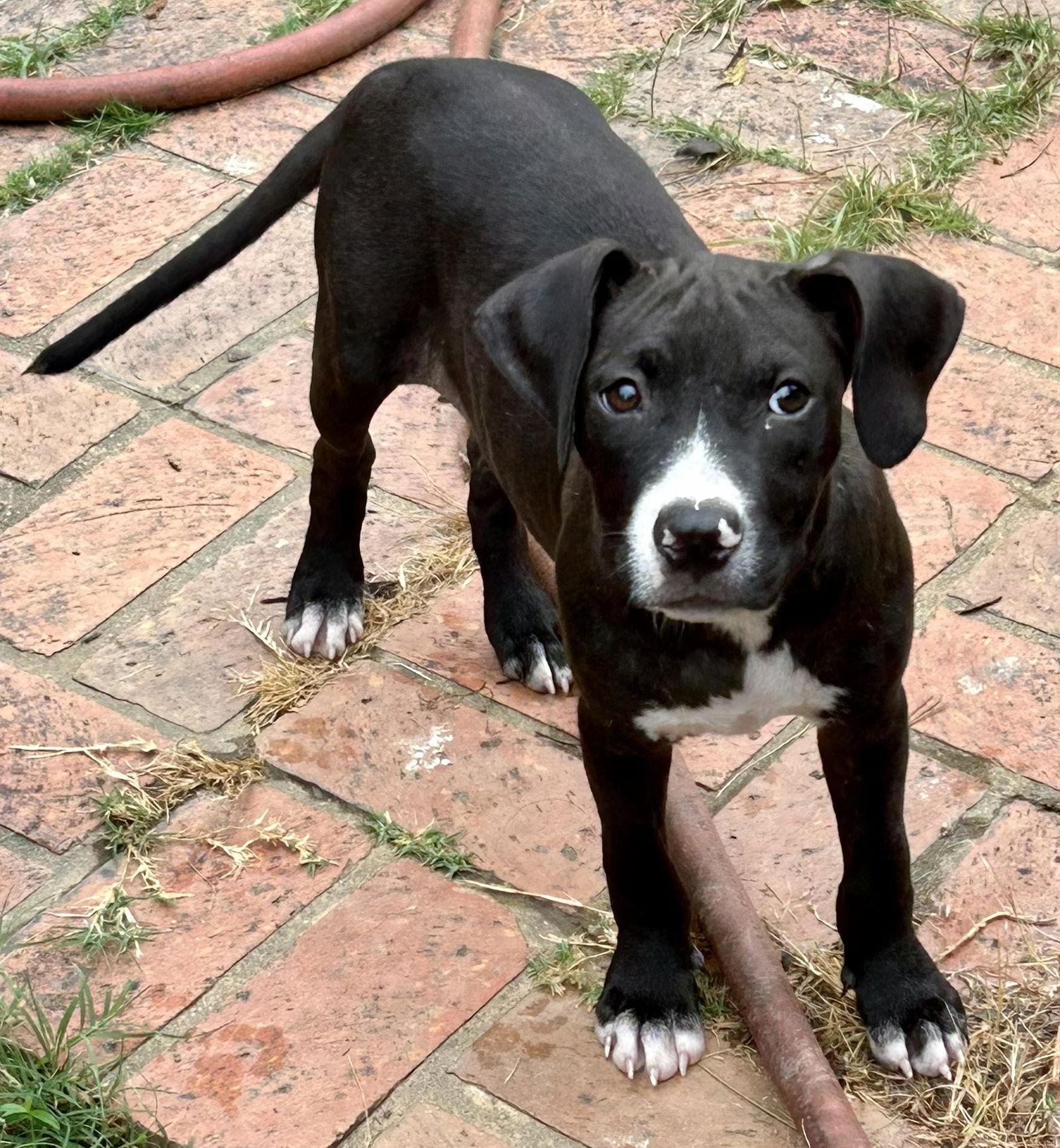 251418 Baby Girl, a Adoptable mixed breed in Wetumpka, AL image 1/3