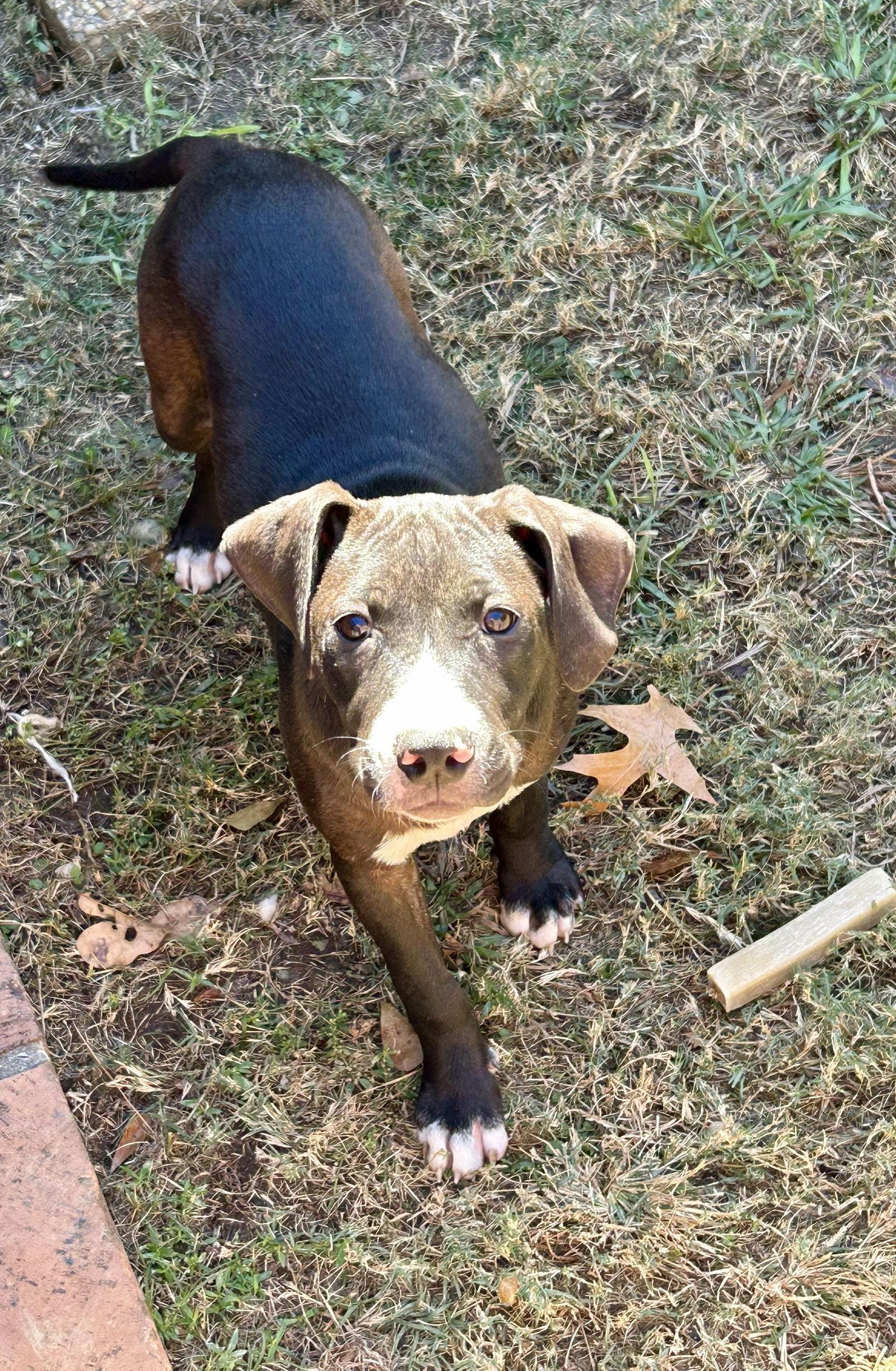 251418 Baby Girl, a Adoptable mixed breed in Wetumpka, AL image 2/3