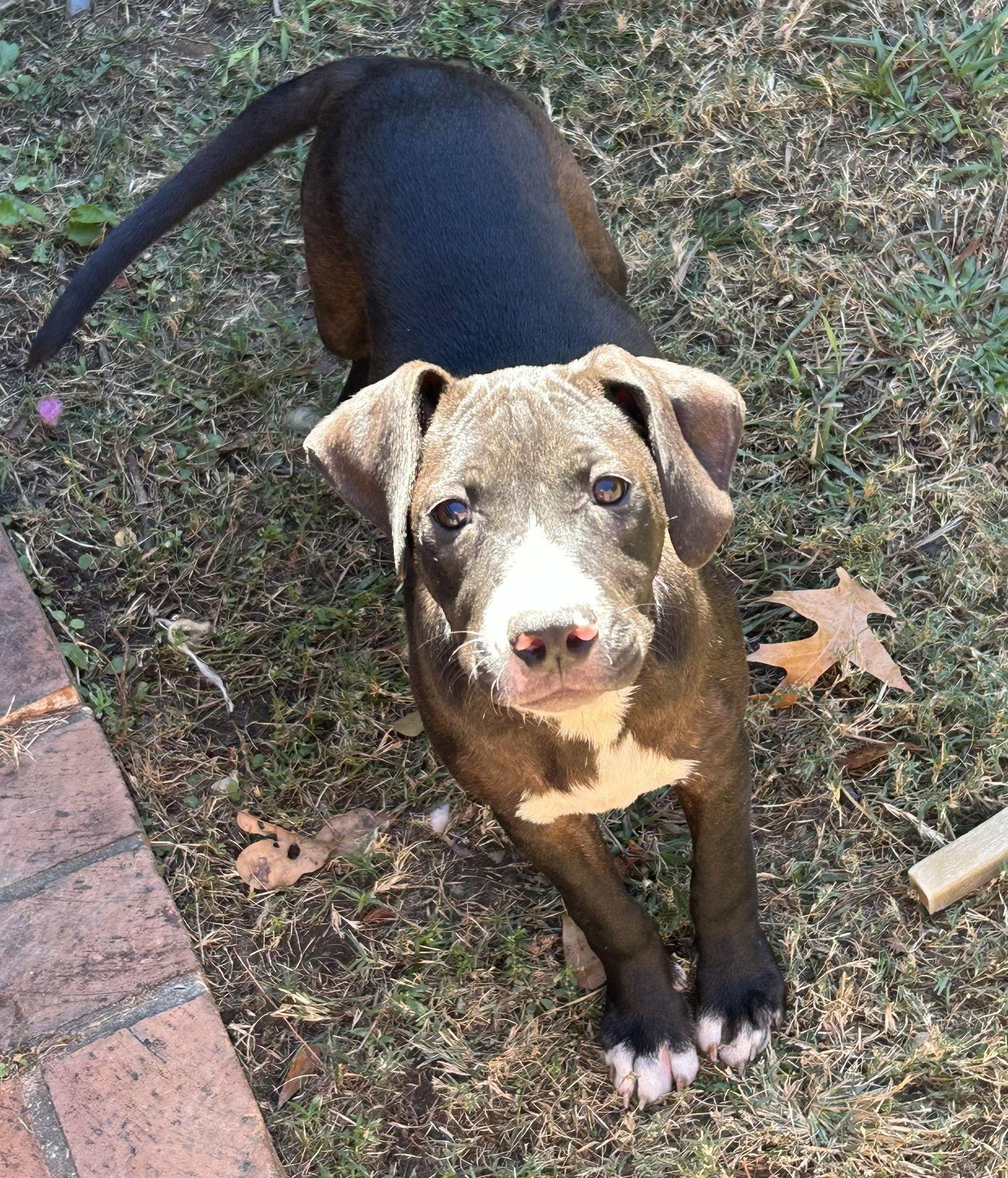 251418 Baby Girl, a Adoptable mixed breed in Wetumpka, AL image 3/3